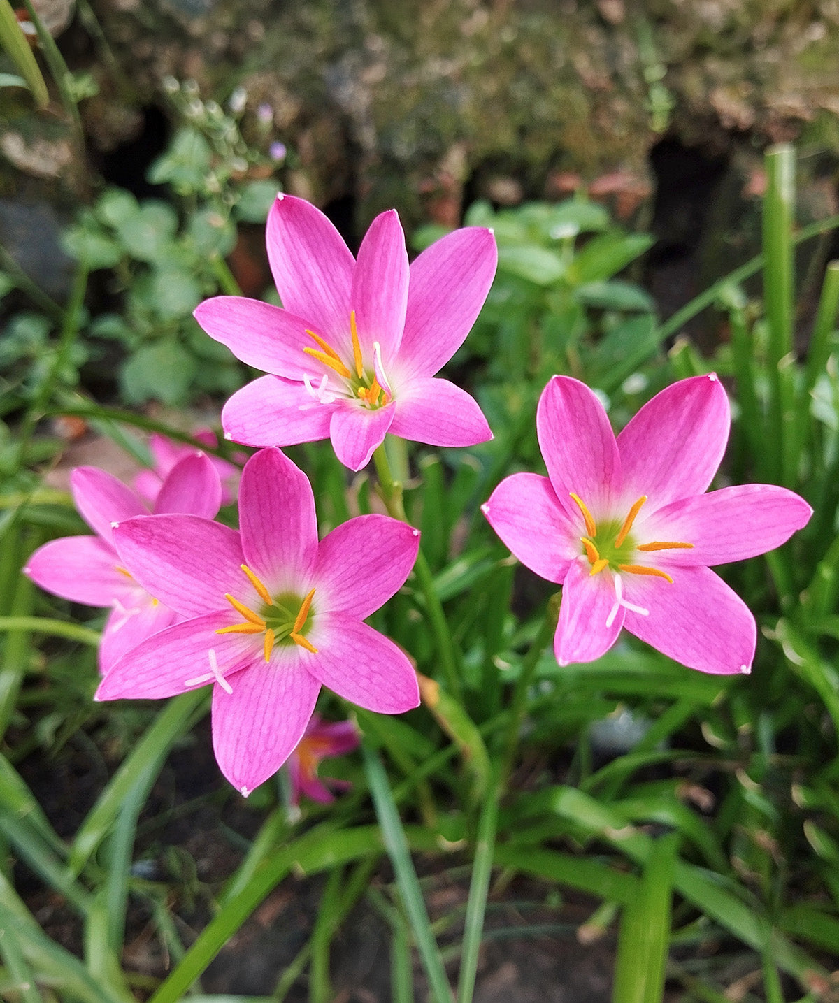 Fairy Lilies