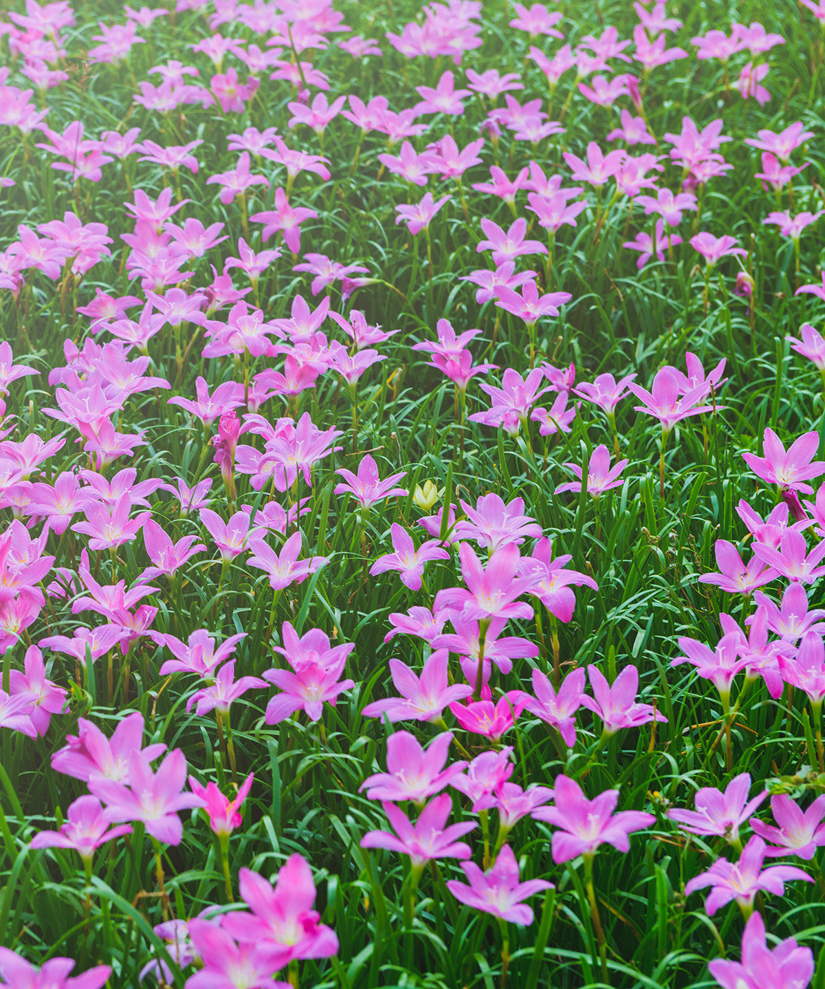 Fairy Lilies - 25 bulbs
