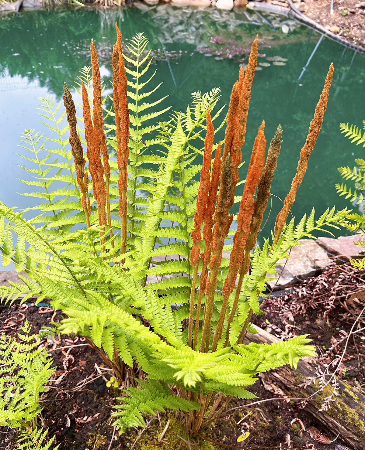 Cinnamon Fern - 3 root divisions