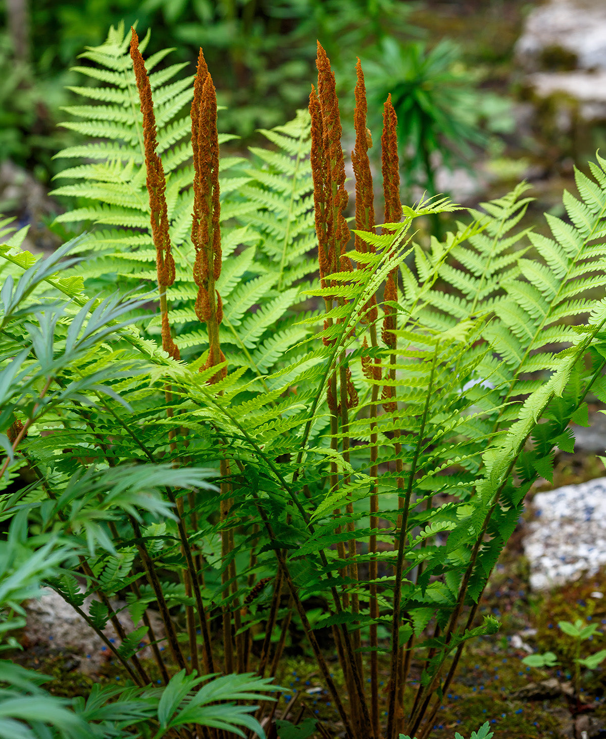 Cinnamon Fern - 3 root divisions