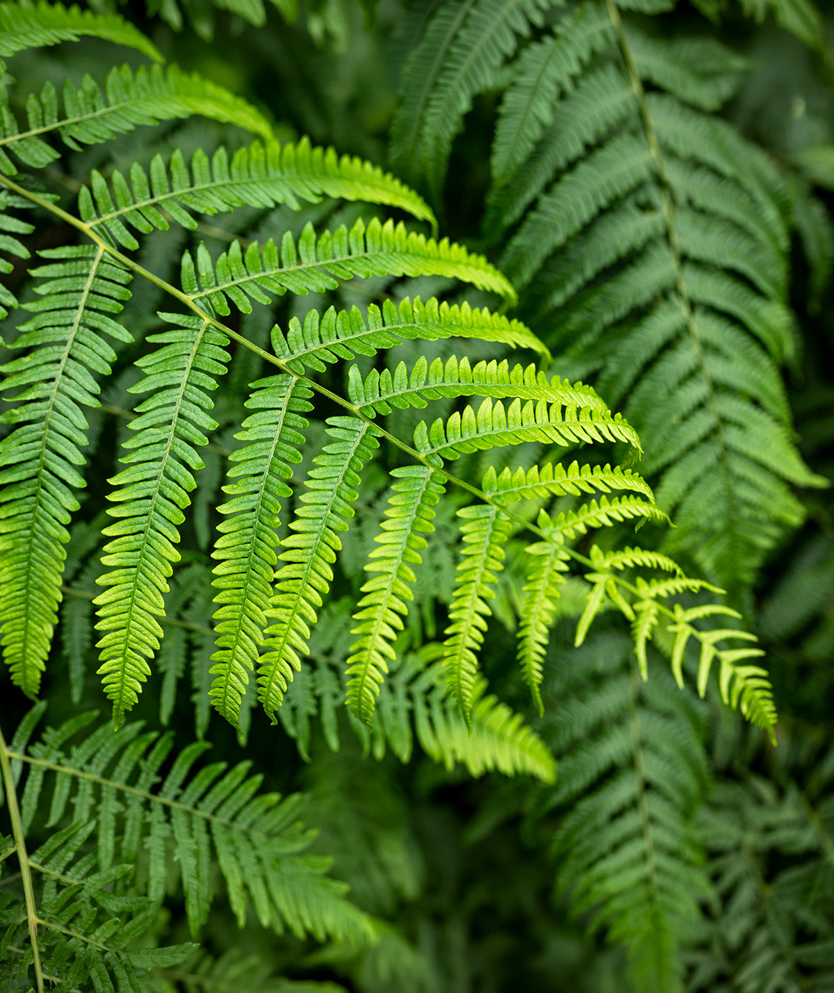Lady Fern - 3 root divisions