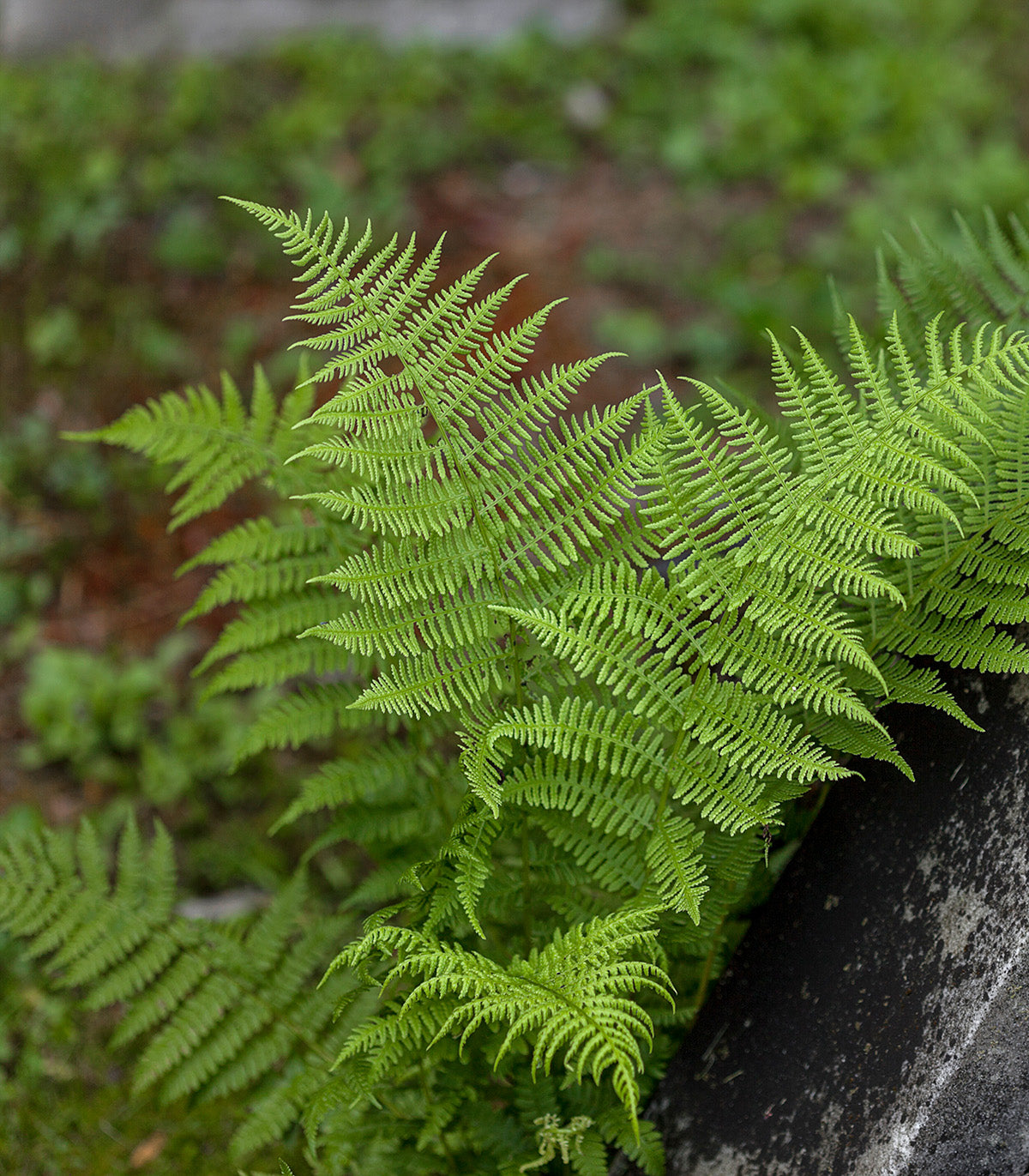 New York Fern - 3 root divisions