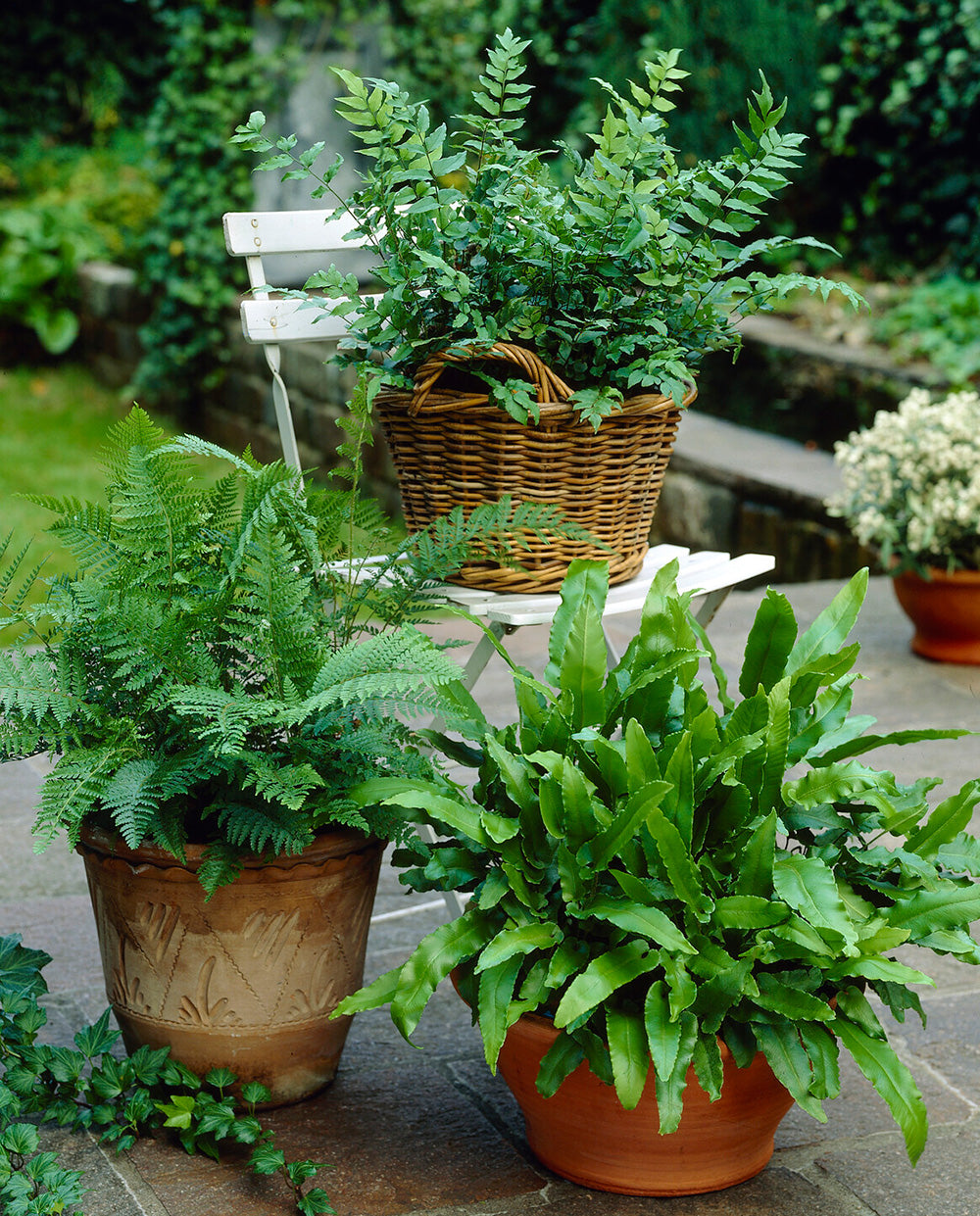 potting mix ferns Mixed Ferns
