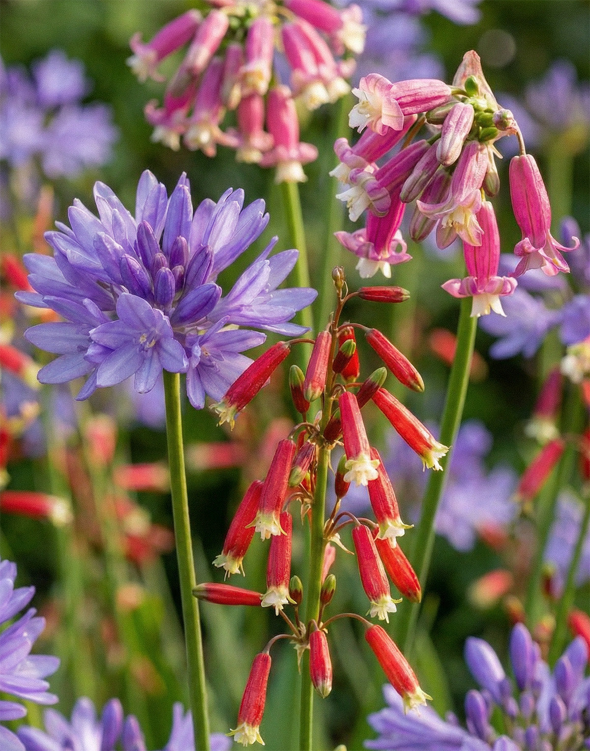Mixed Firecrackers - 25 bulbs