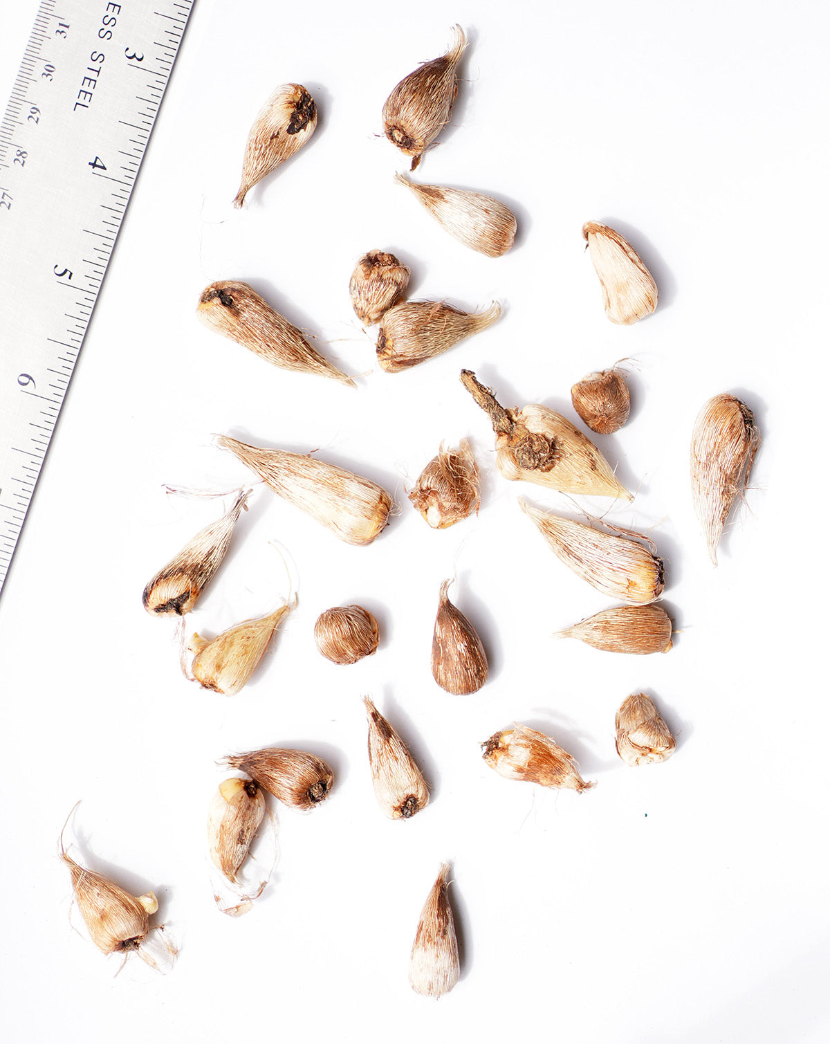 Mixed Freesia - 25 bulbs