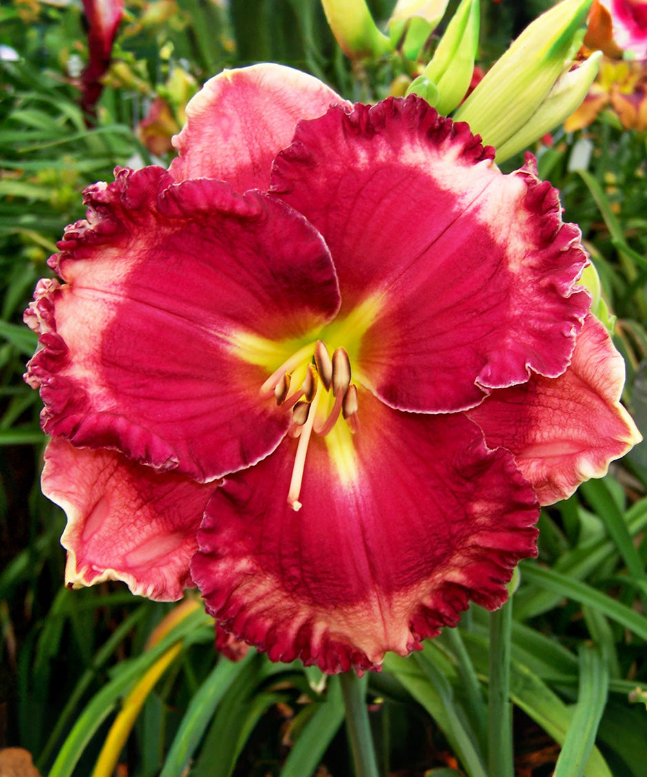 Giovanni Gabrieli Daylily - 1 Single Fan Division
