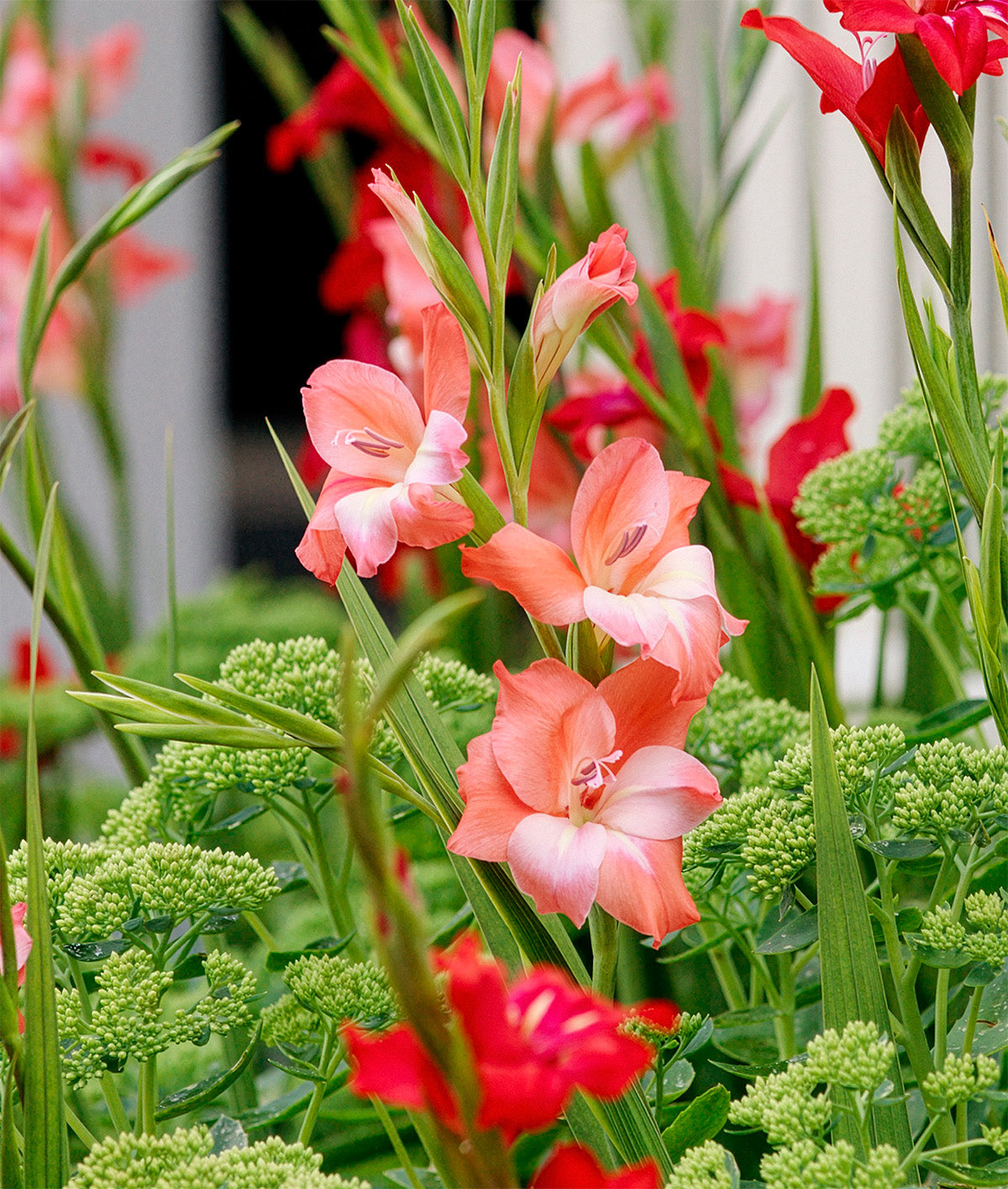 Charming Beauty Hardy Gladiolus - 5 bulbs