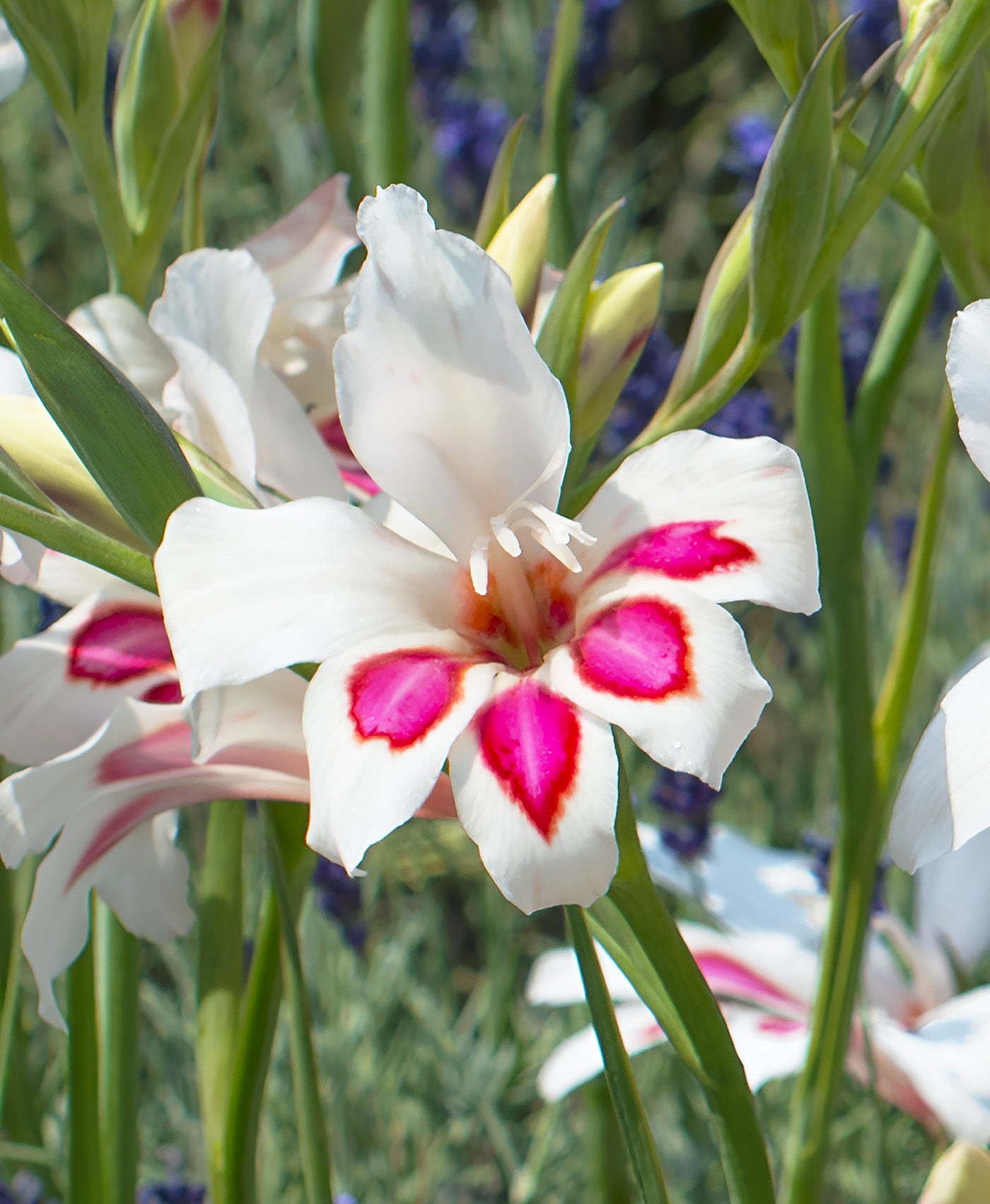 Prins Claus Hardy Gladiolus