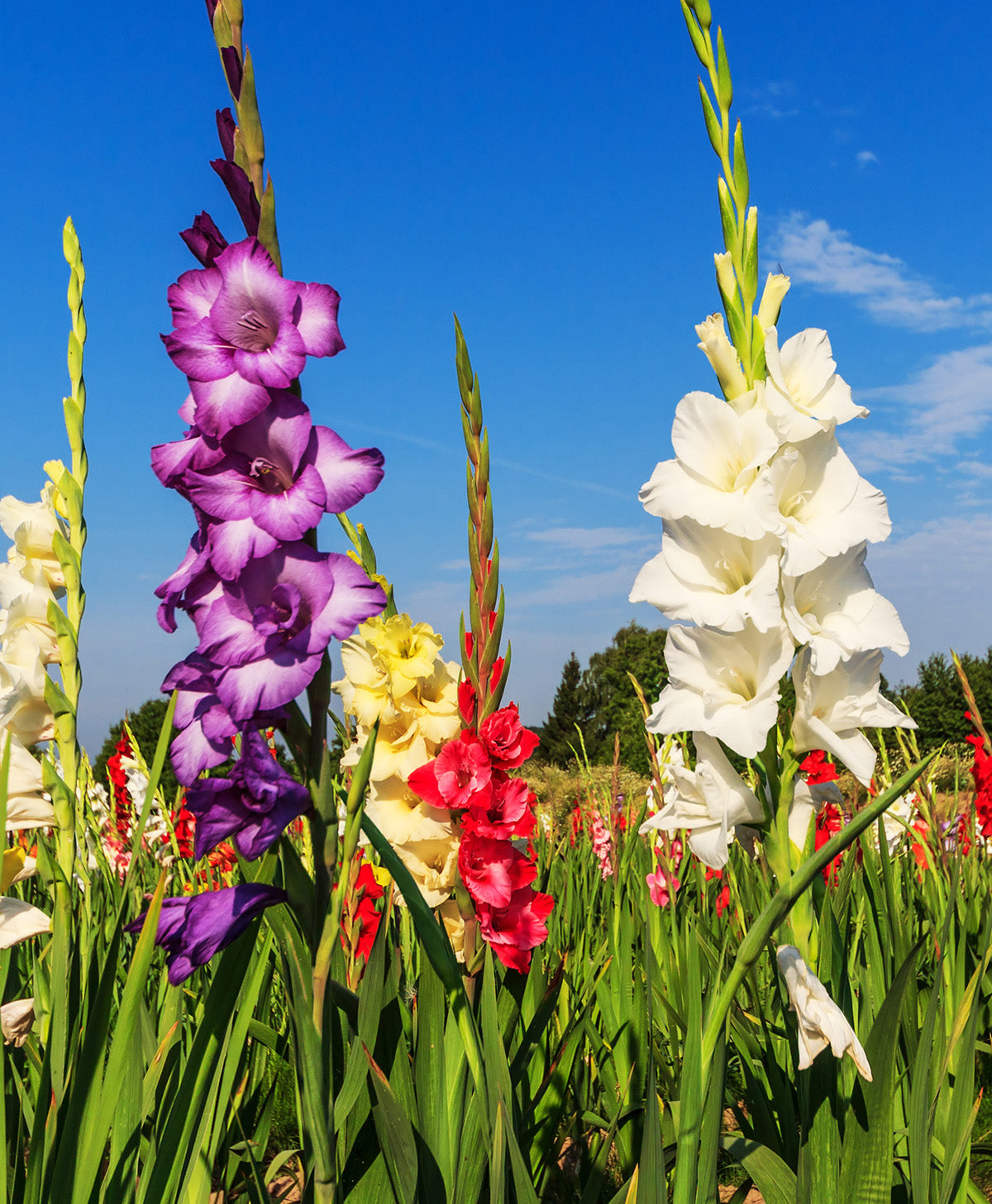 Mixed Gladiolus - 15 bulbs