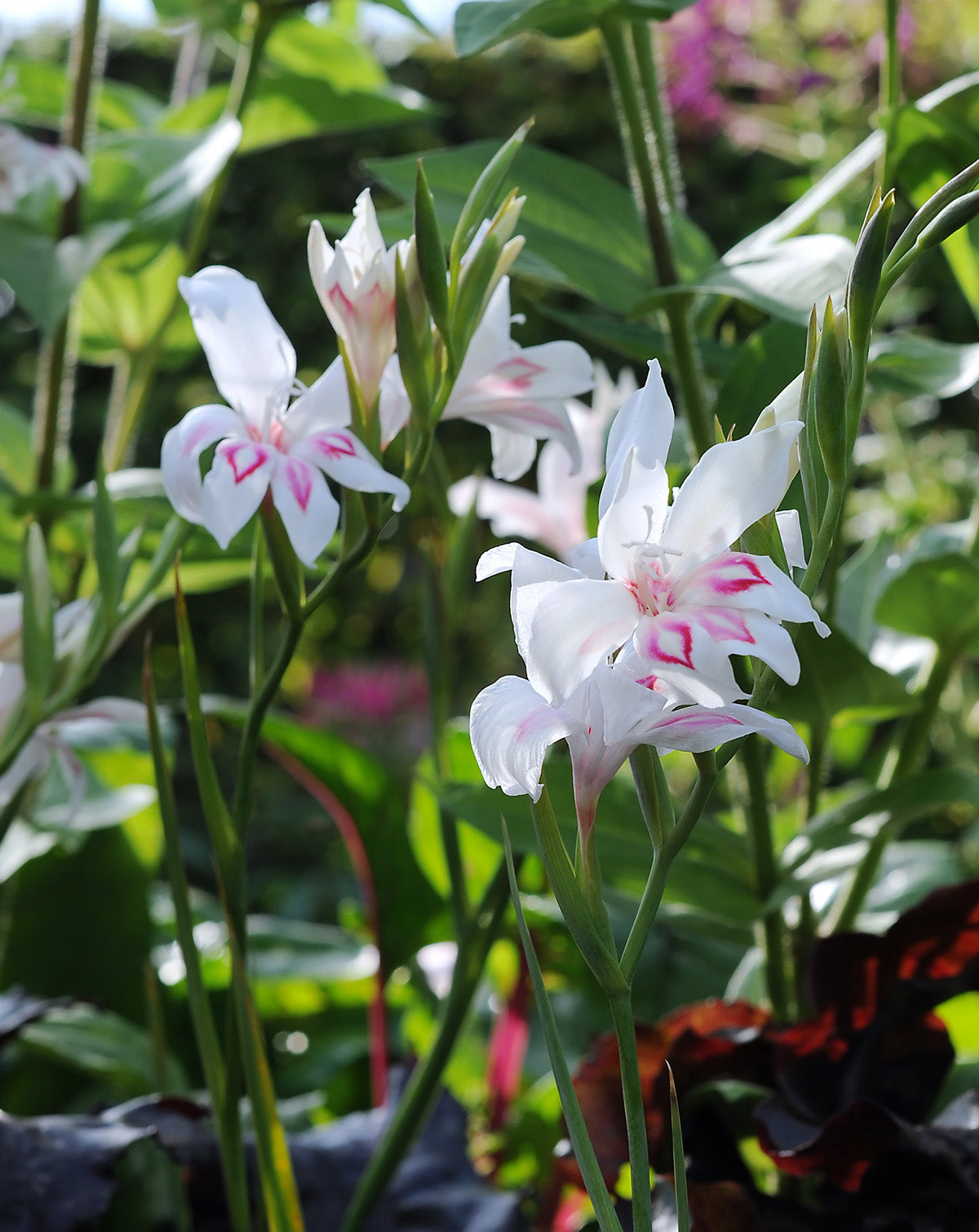 Nymph Hardy Gladiolus - 5 bulbs