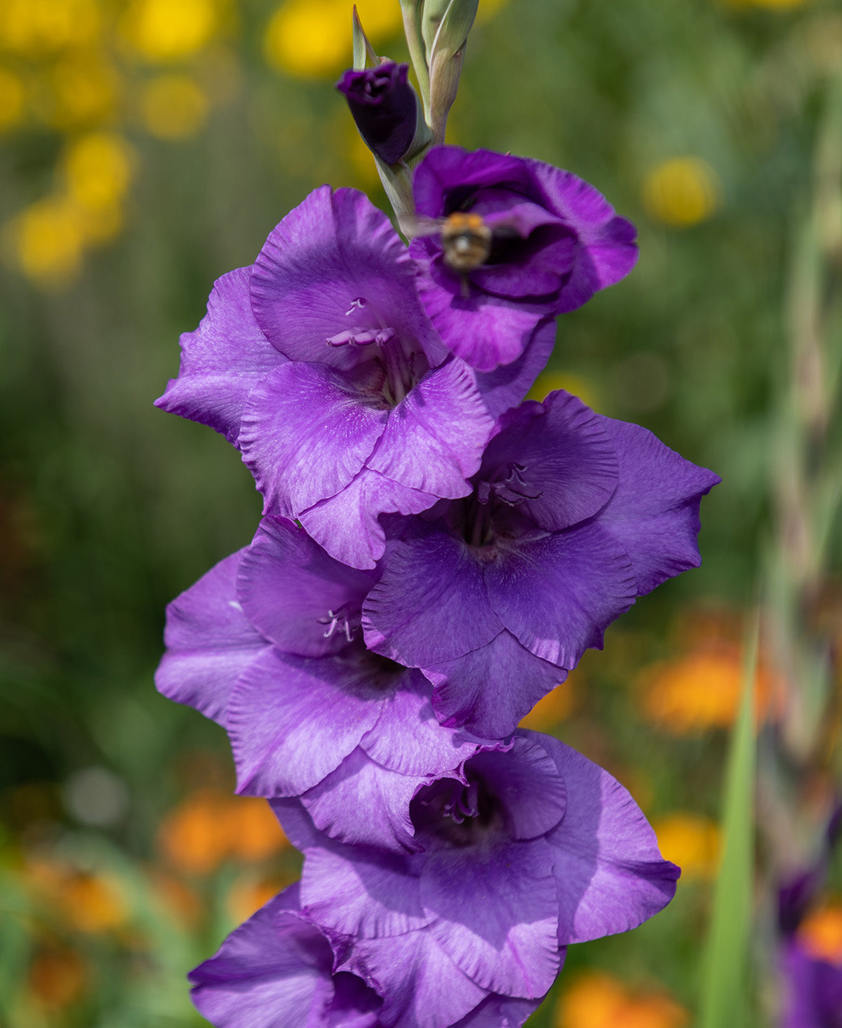 Purple Flora Gladiolus - 5 bulbs