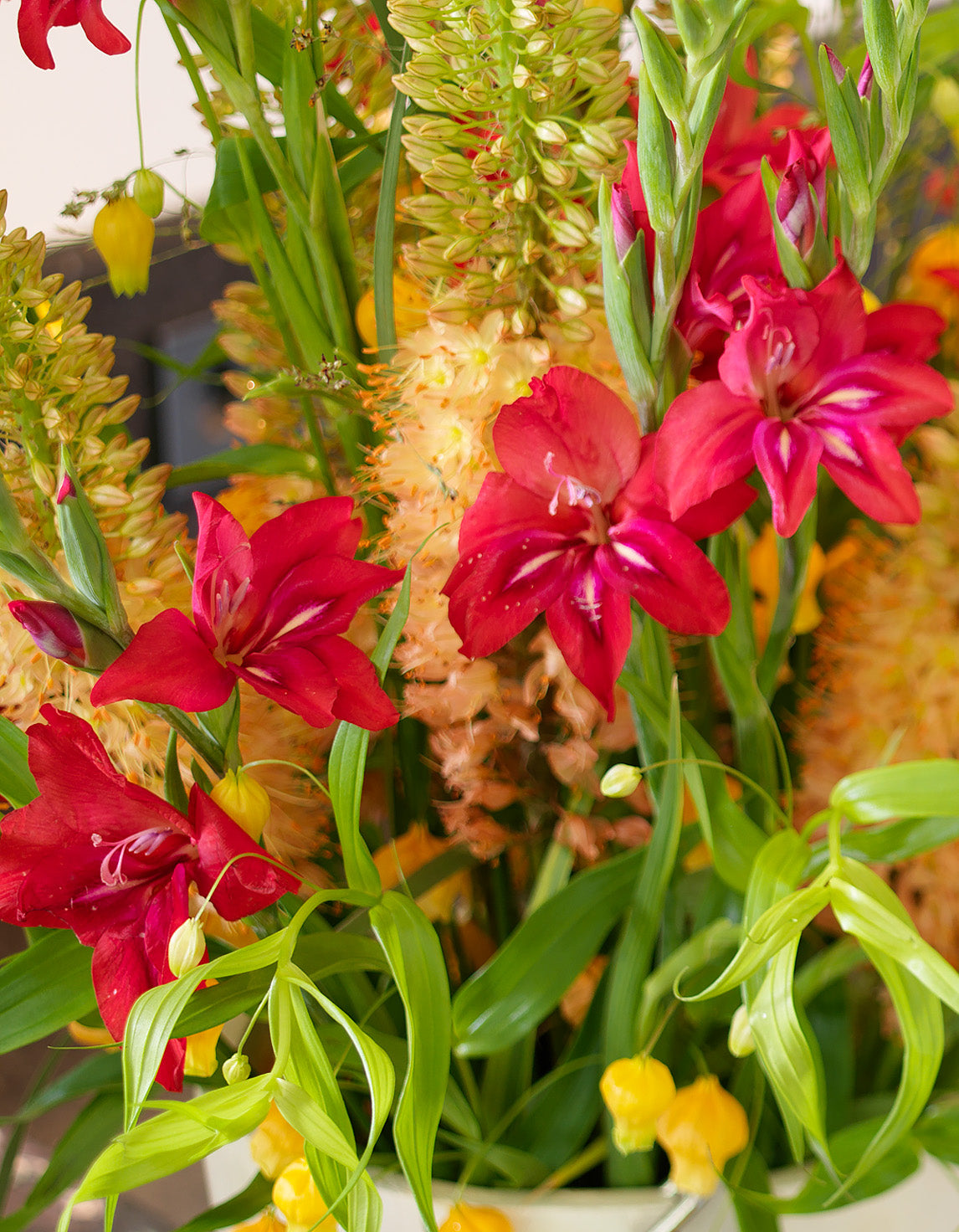 Robinetta Hardy Gladiolus - 5 bulbs
