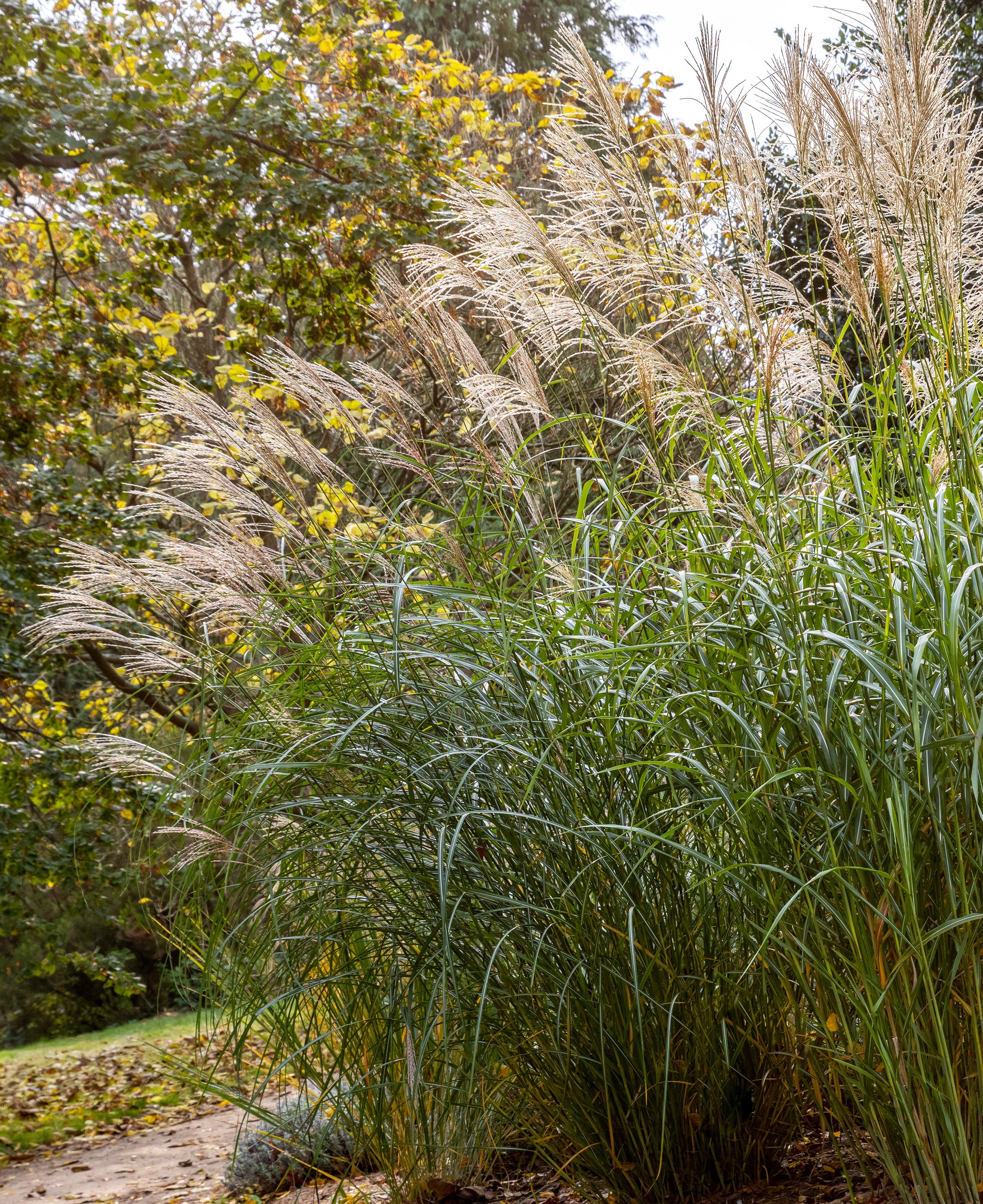 Silberfeder Silver Feather Grass
