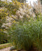 Silberfeder Silver Feather Grass - 3 bareroot plants