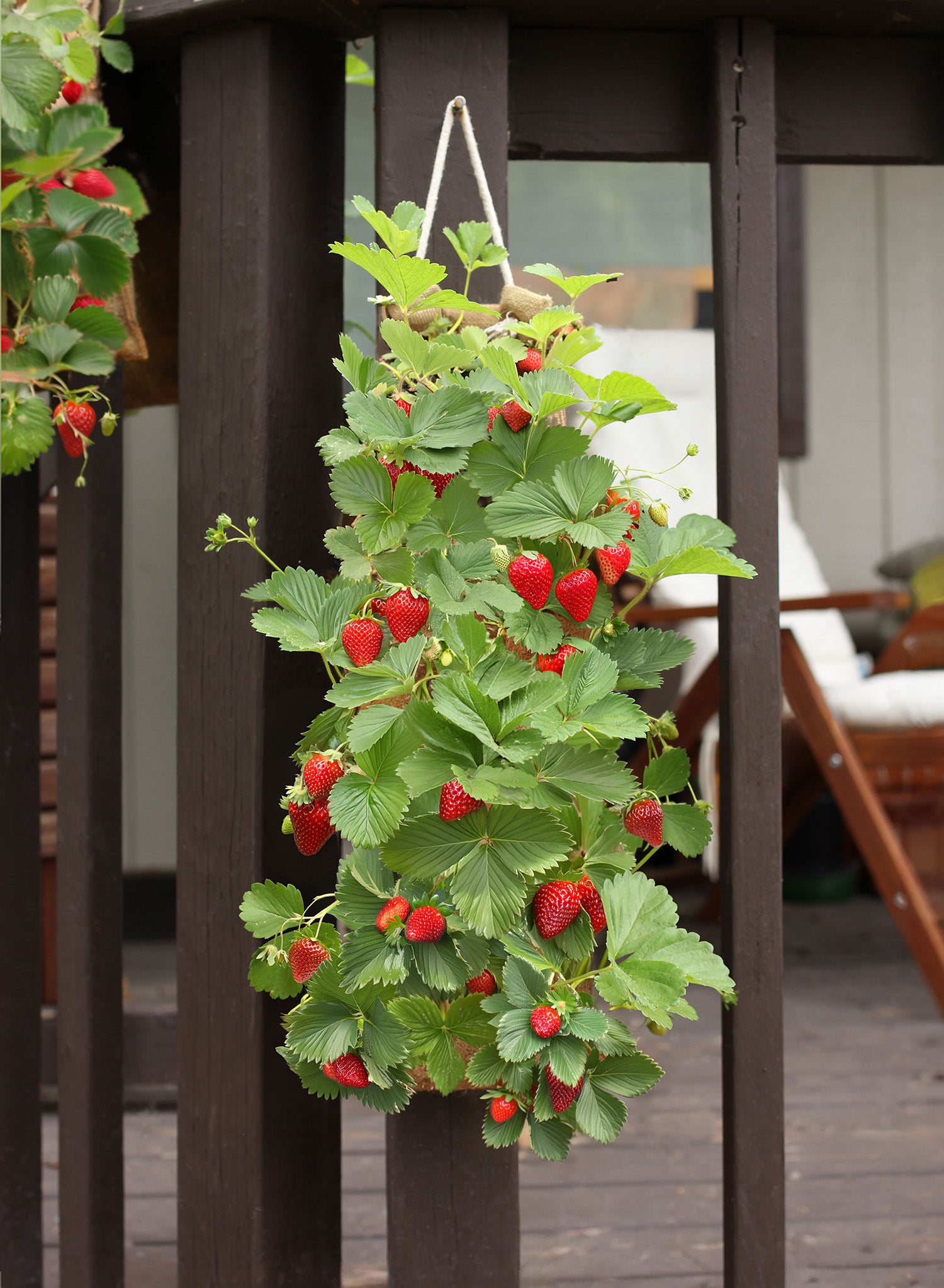Hang & Grow® Canvas Hanging Bag - 2" Holes