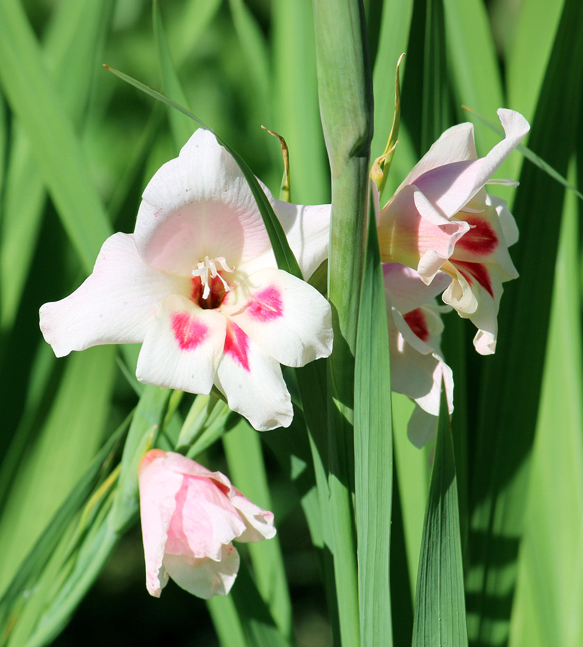 Nymph Hardy Gladiolus - 5 bulbs