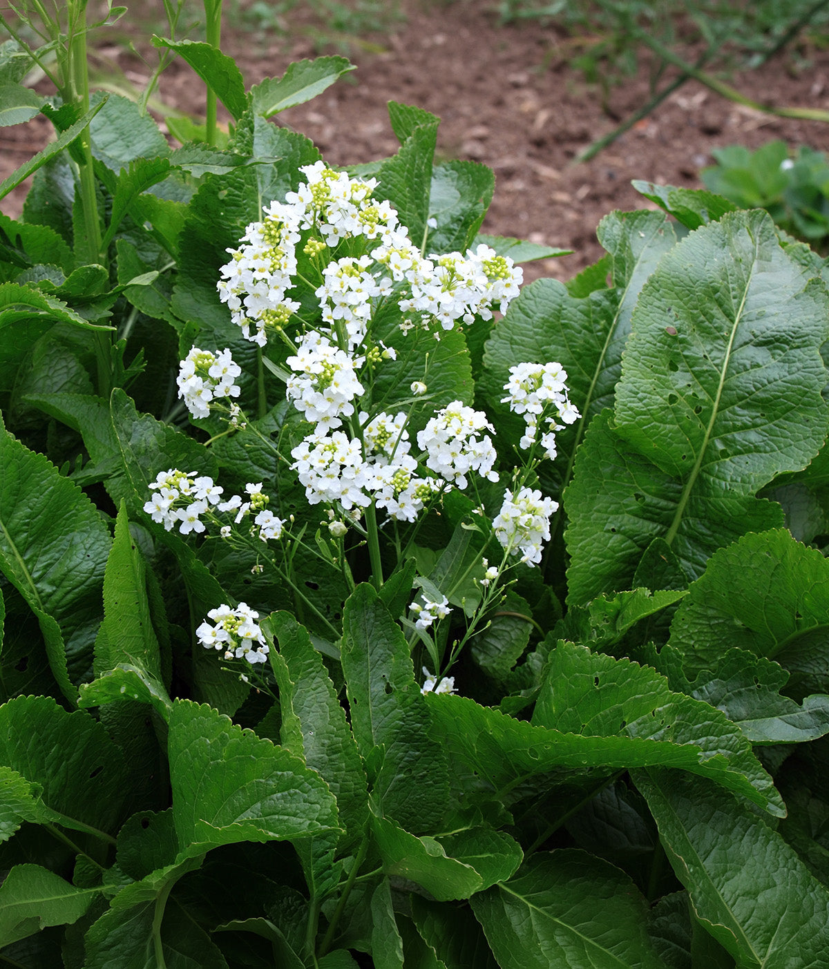 Horseradish - 3 cuttings