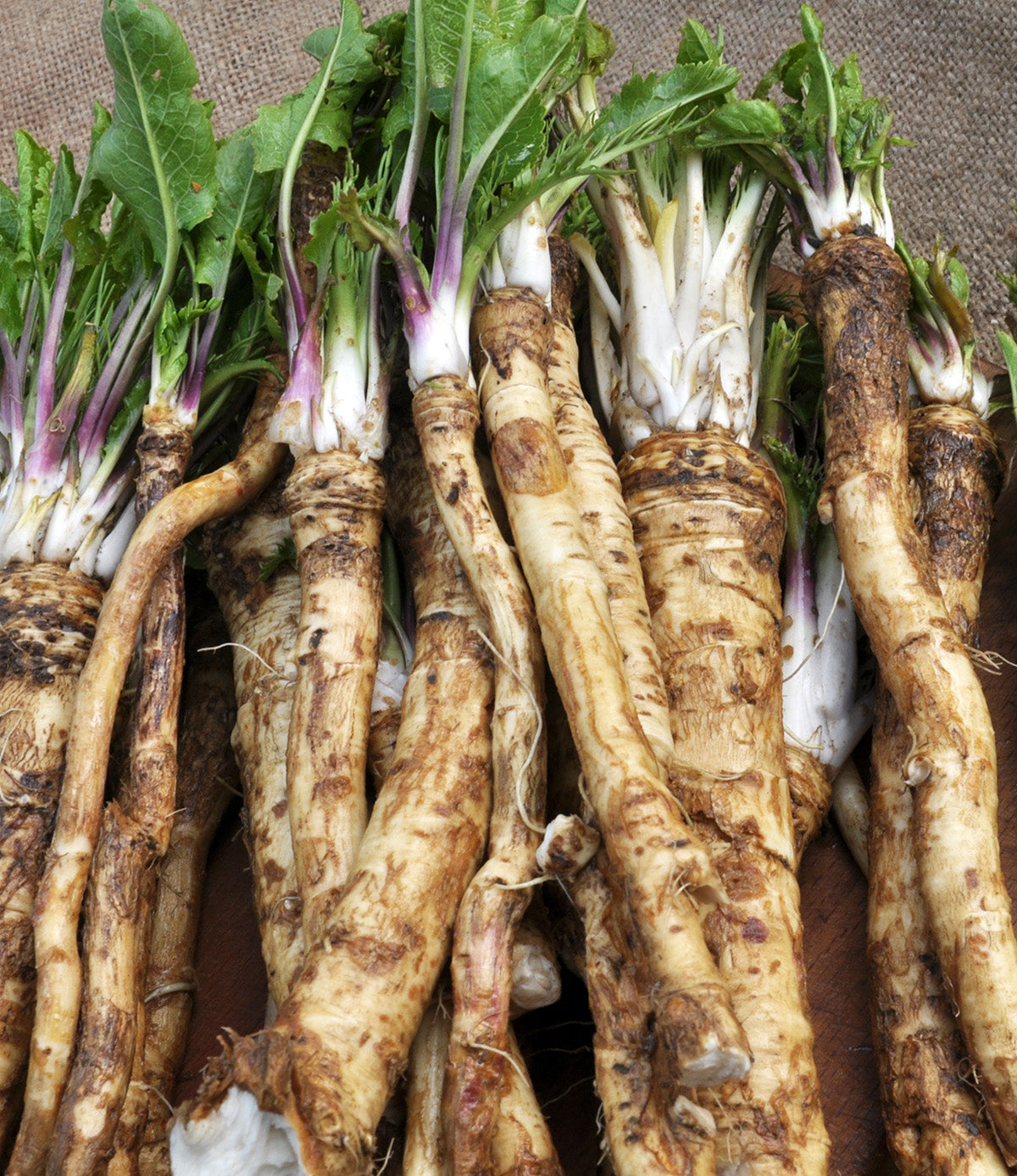 Horseradish - 3 cuttings