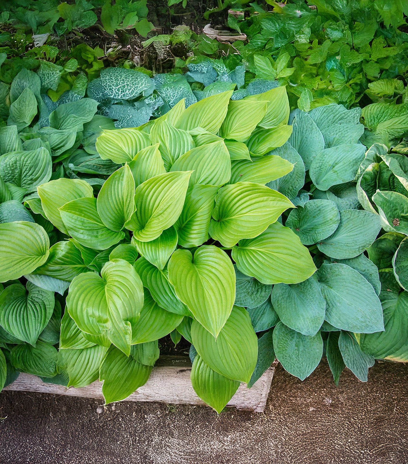 Mixed Hostas - 9 root divisions