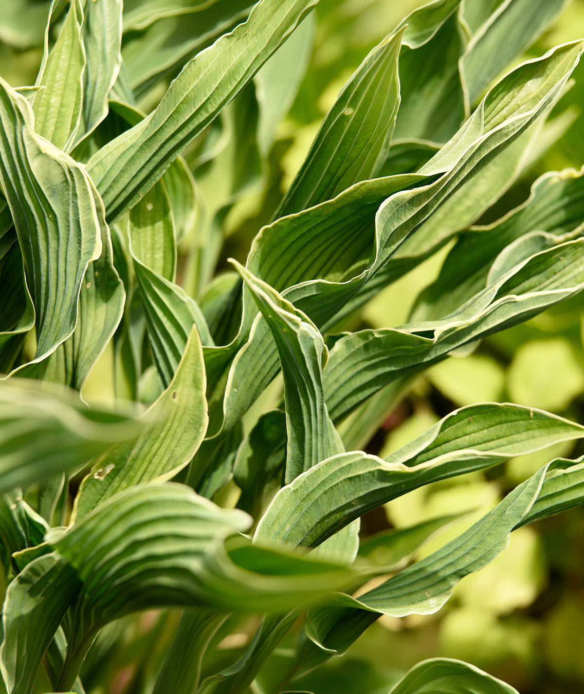 Praying Hands Hosta - 3 root divisions