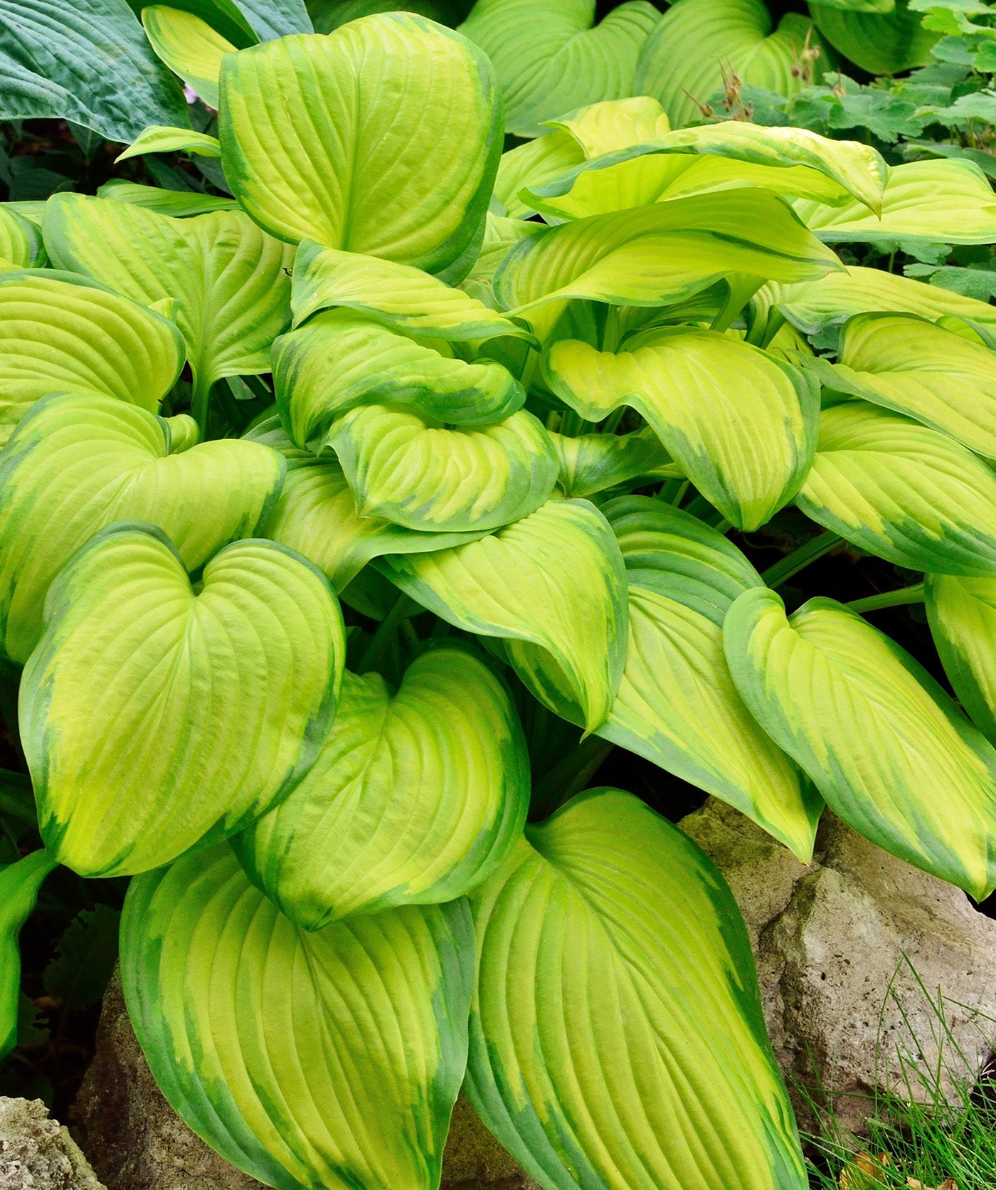 Stained Glass Hosta - 3 root divisions