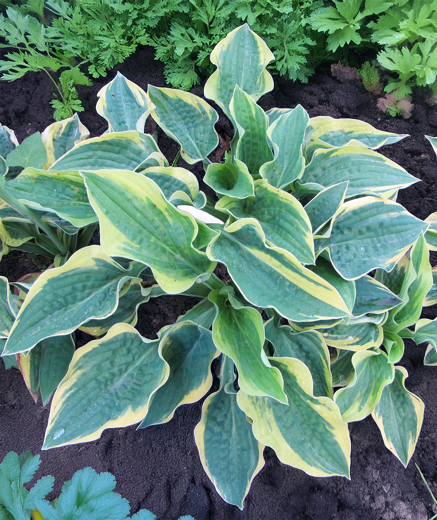 Wide Brim Hosta - 3 root divisions