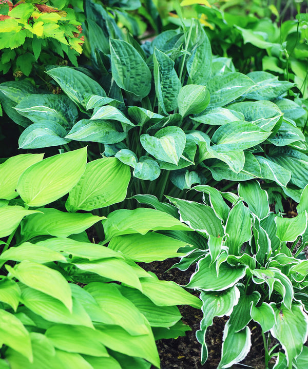 Mixed Hostas - 9 root divisions