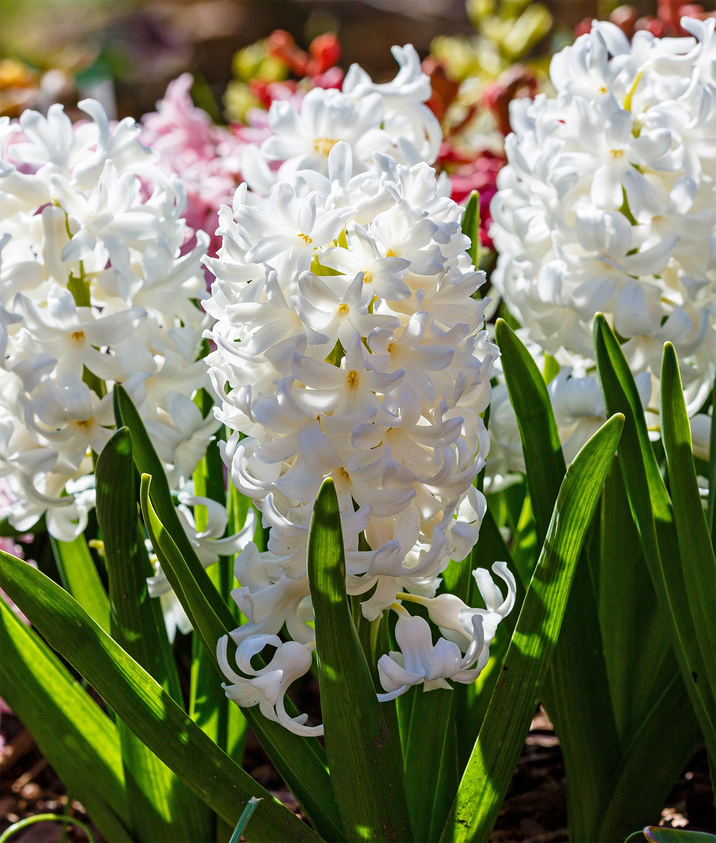 Carnegie Hyacinth - 10 bulbs