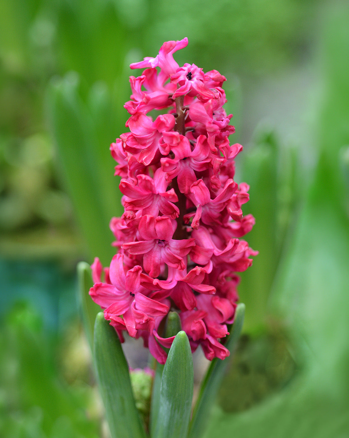 Jan Bos Hyacinth - 10 bulbs