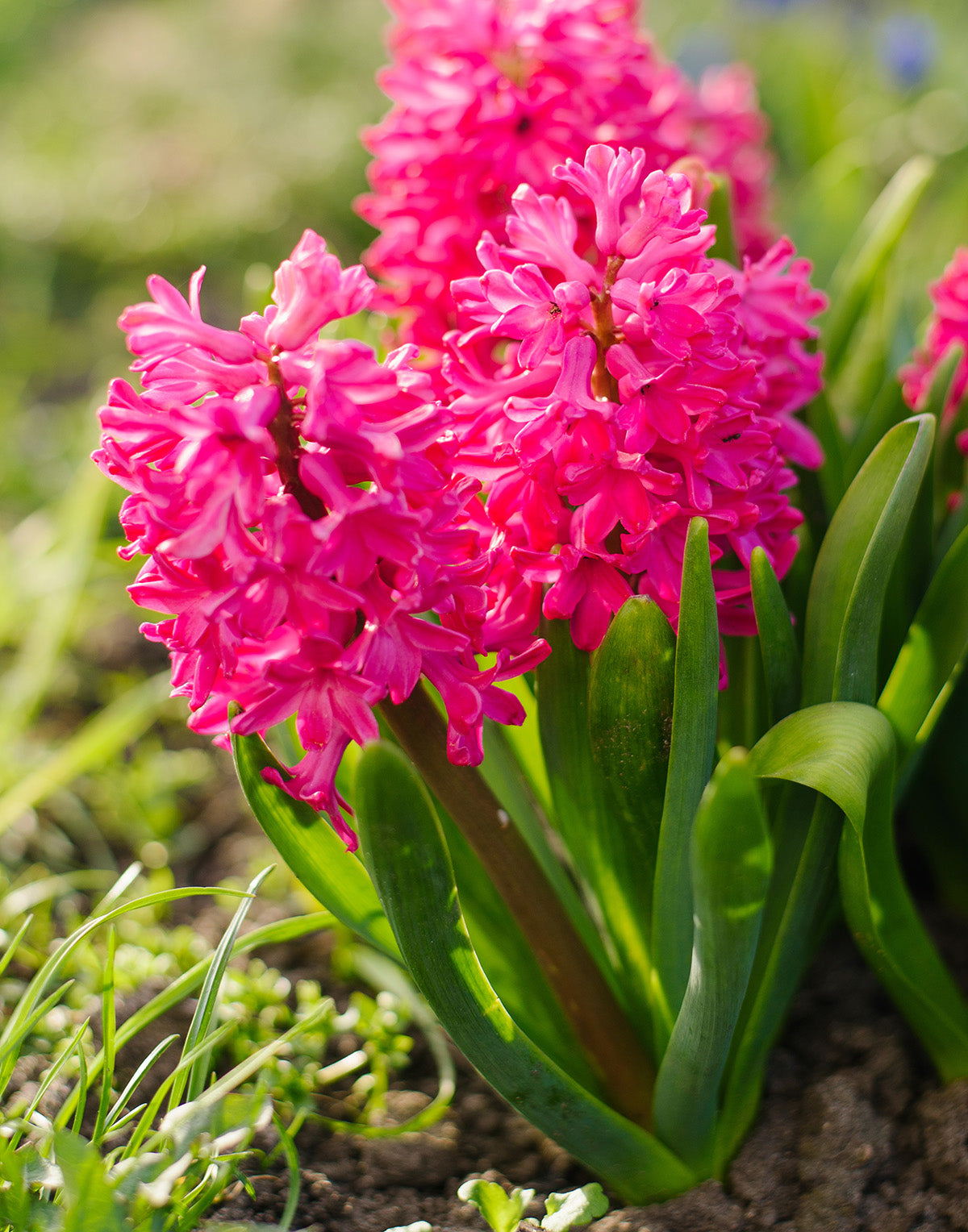 Jan Bos Hyacinth - 10 bulbs
