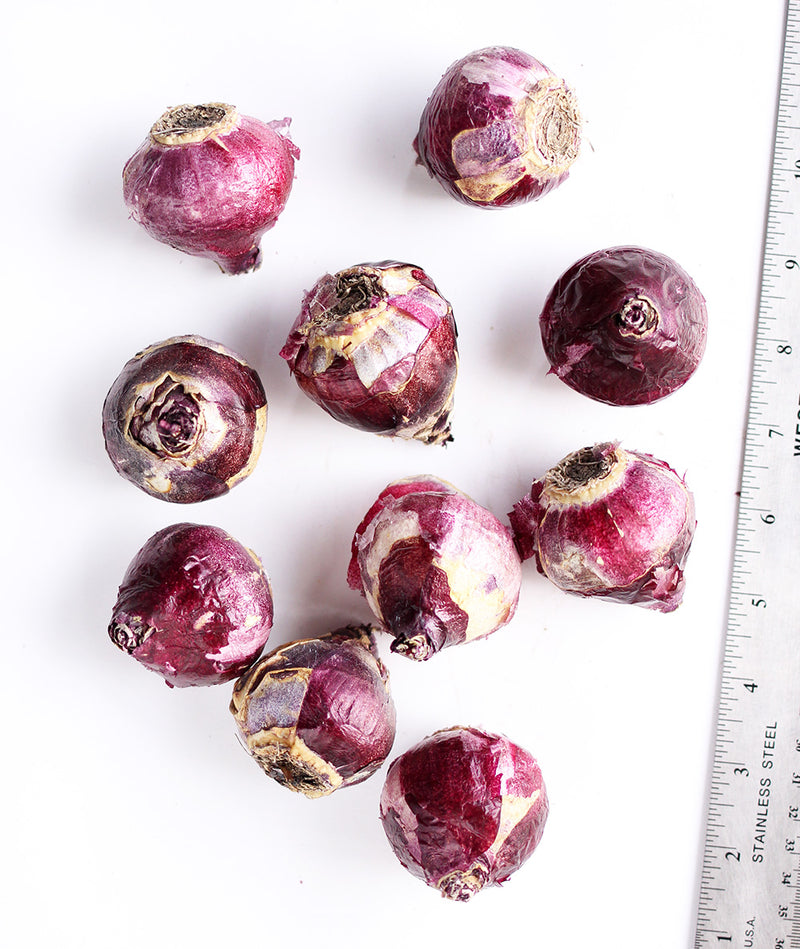 Carnegie Hyacinth - 10 bulbs