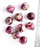 Jan Bos Hyacinth - 10 bulbs
