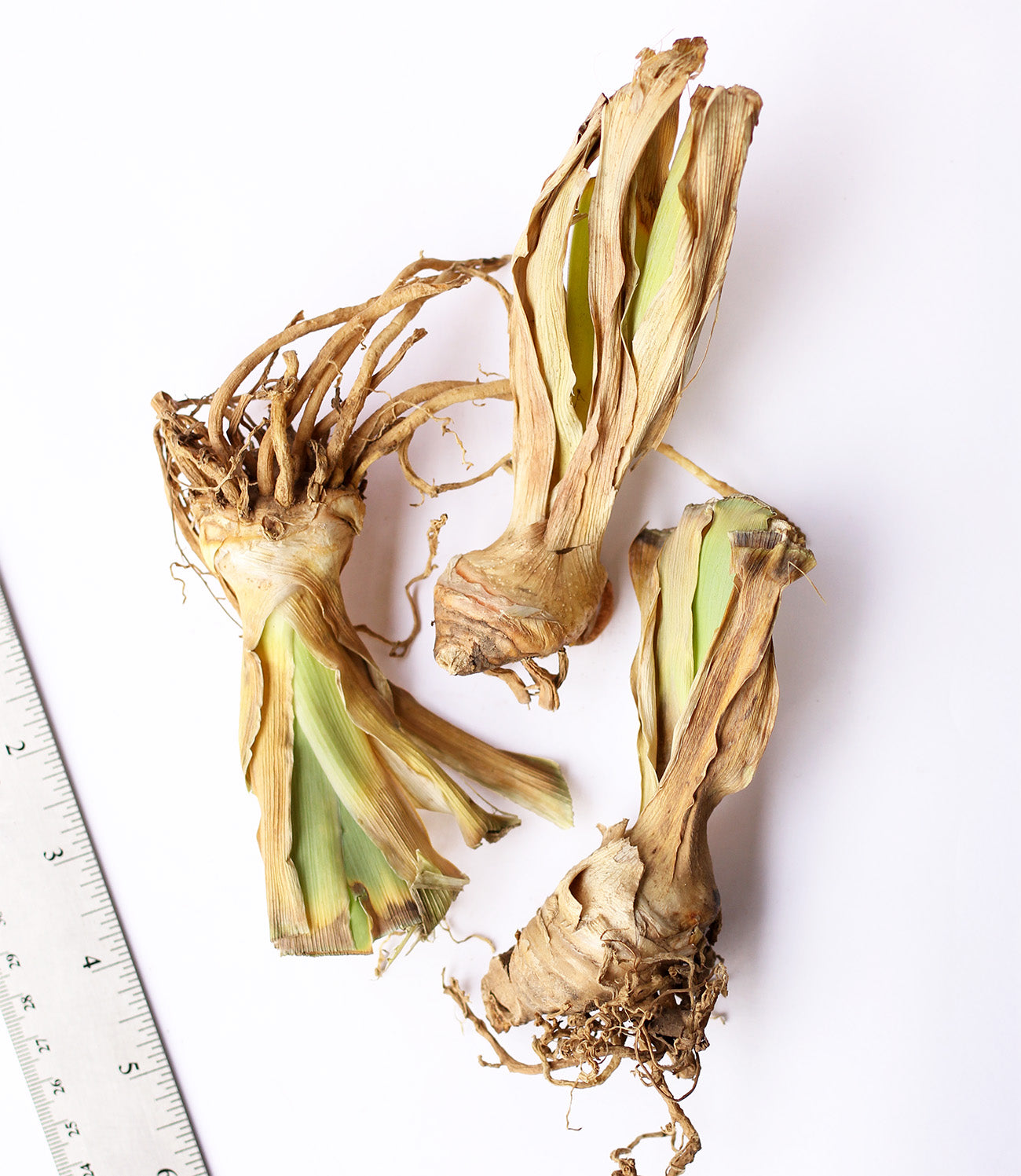 Mixed Tall Bearded Iris - 5 bareroot plants