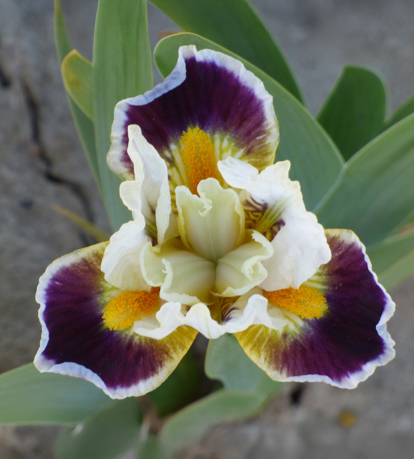 Bighorn Dwarf Bearded Iris - 1 Rhizome