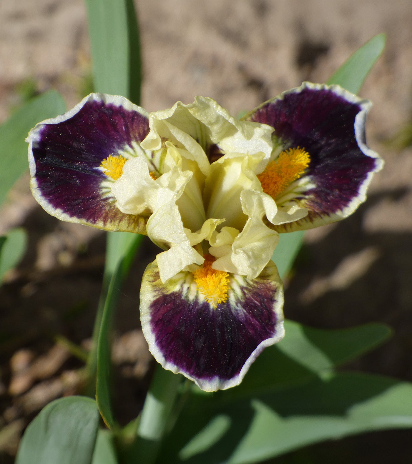 Bighorn Dwarf Bearded Iris - 1 Rhizome