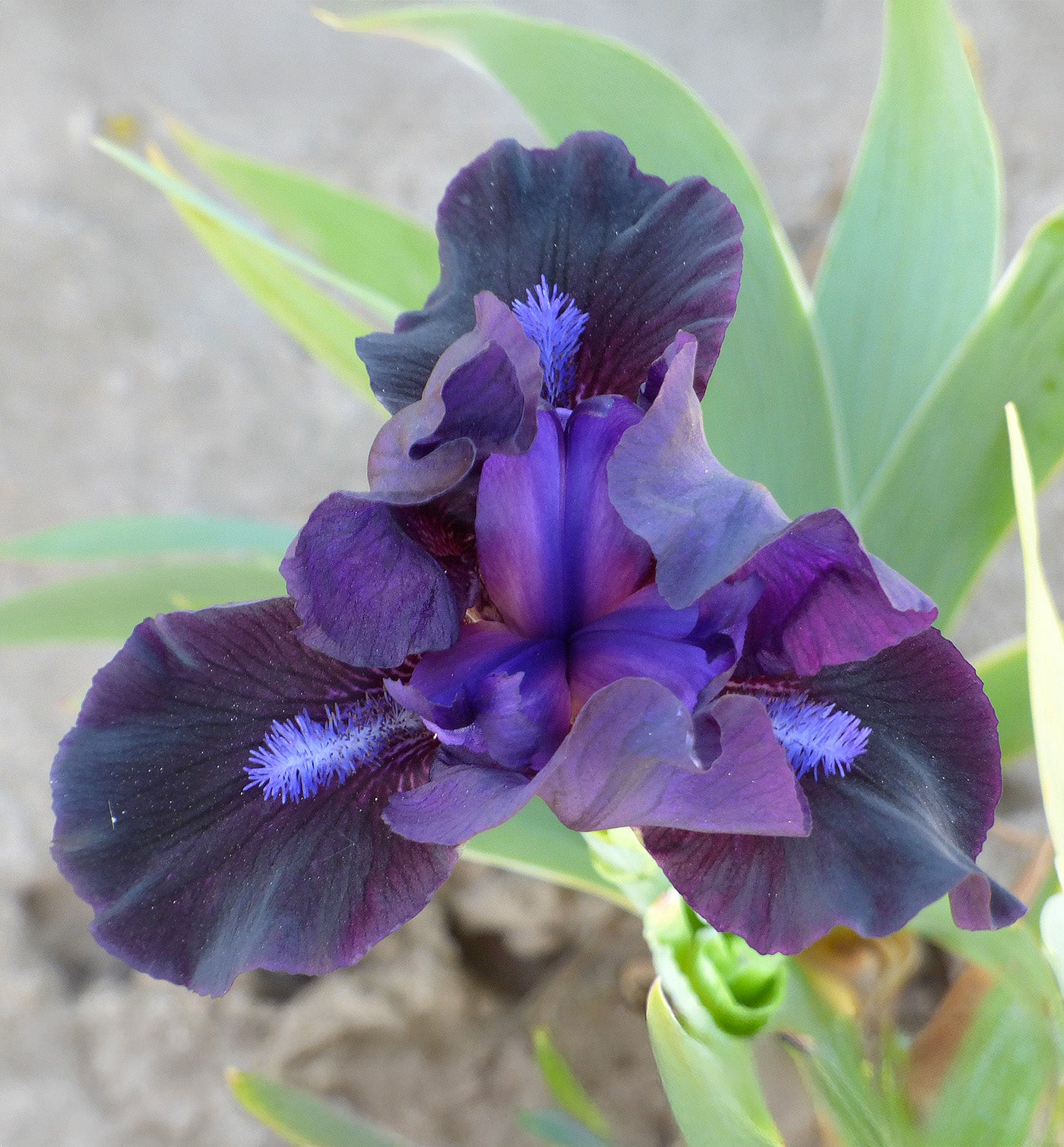 Black Lightning Dwarf Bearded Iris - 1 Rhizome