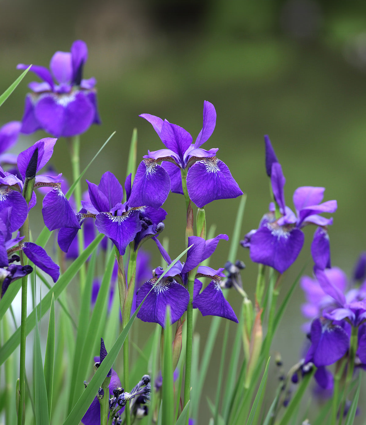 Caesar's Brother Siberian Iris - 3 root divisions