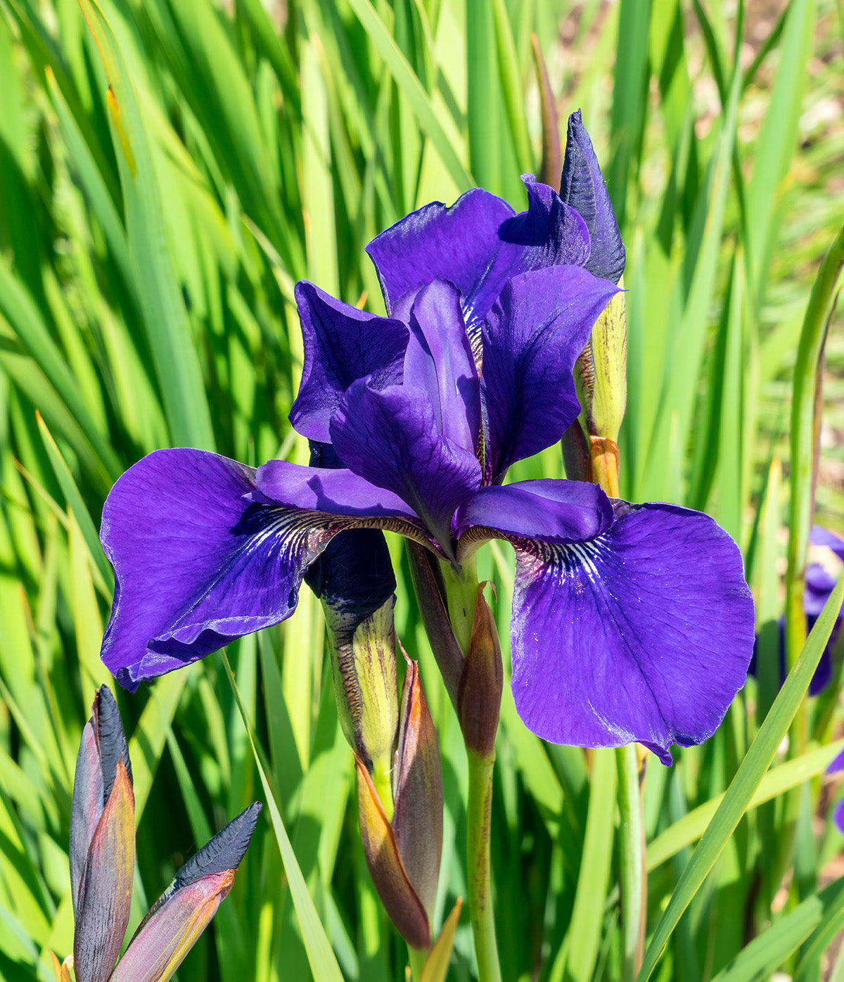 Caesar's Brother Siberian Iris - 3 root divisions