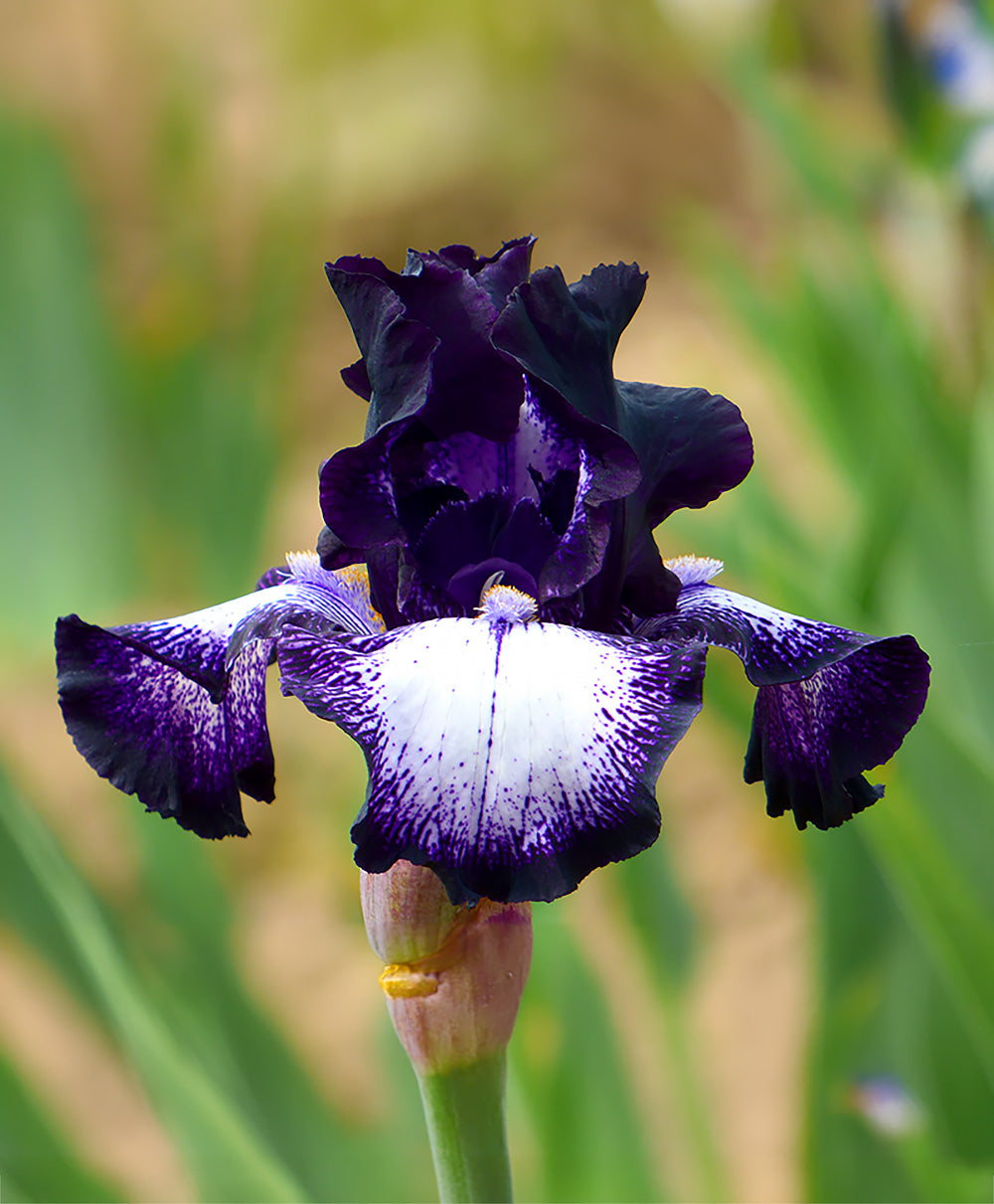 bearded lily flower Cascade Locks Tall Bearded Iris