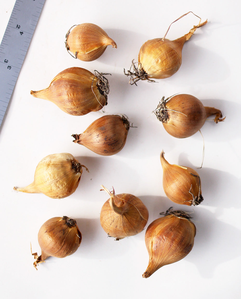 Bronze Perfection Iris hollandica - 10 bulbs