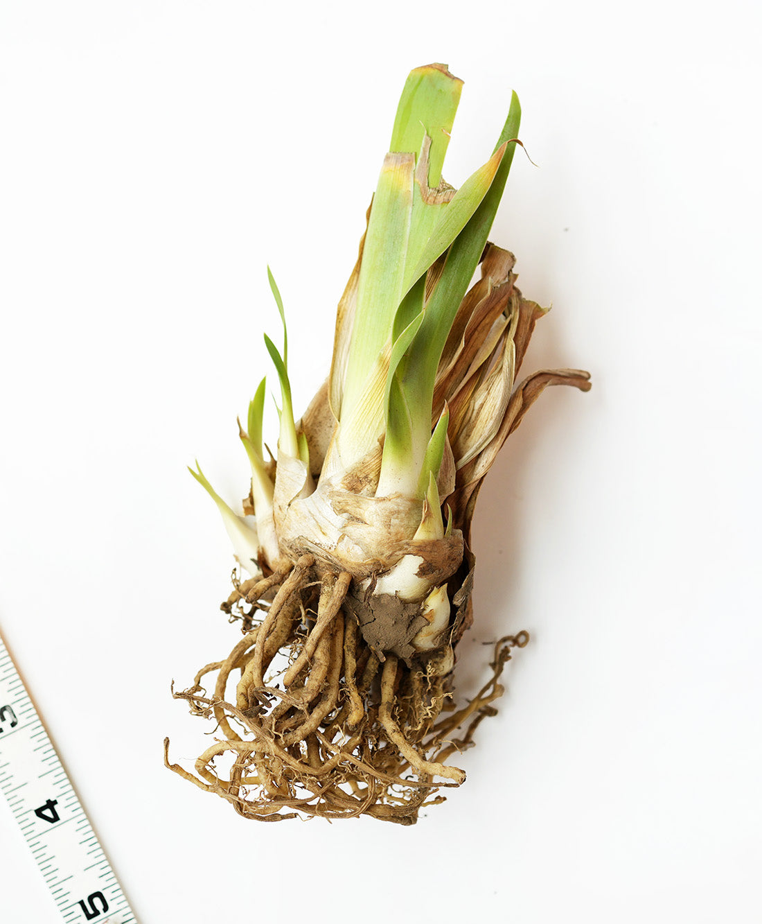 Fathom Dwarf Bearded Iris - 1 Rhizome