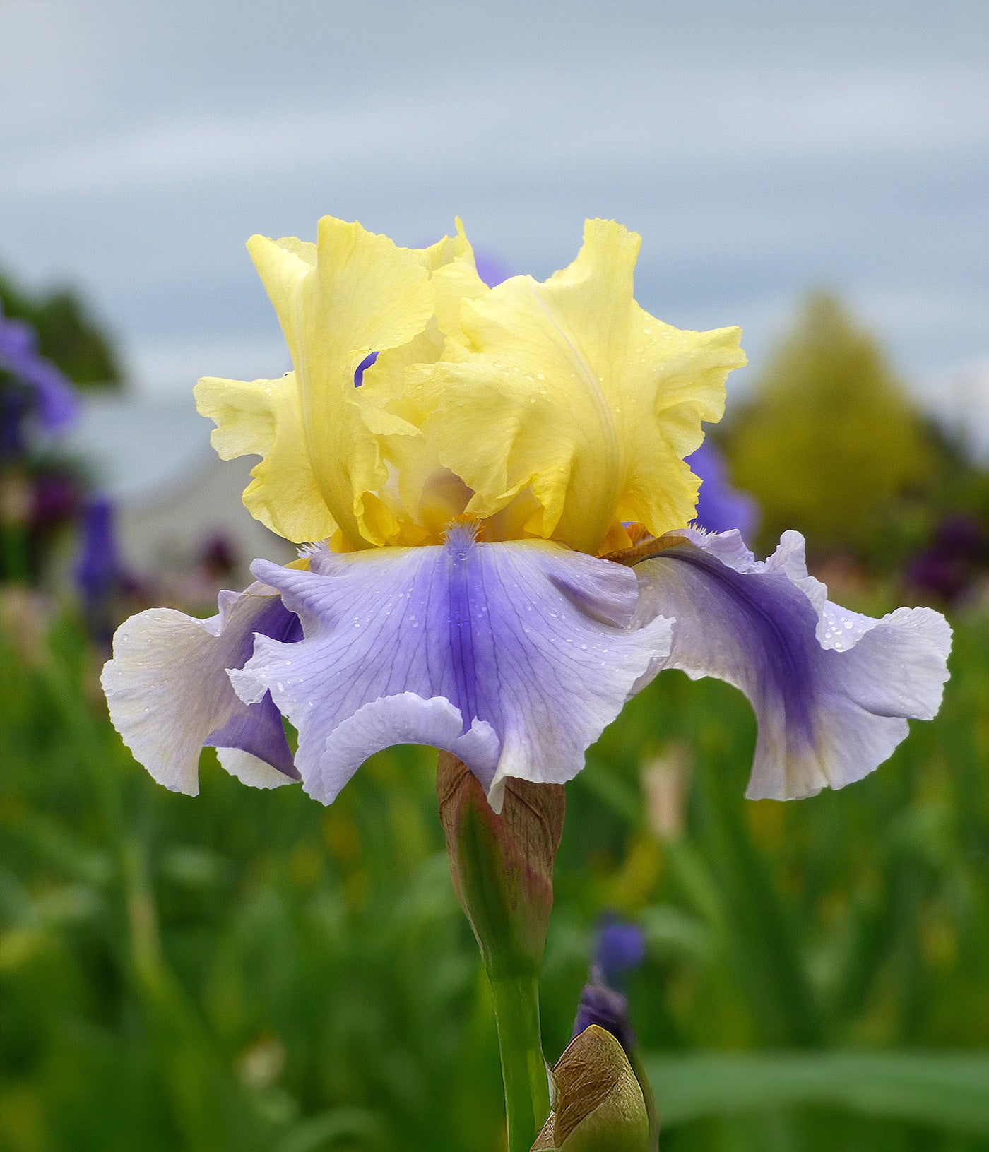 Easter Candy Tall Bearded Iris - 1 Rhizome