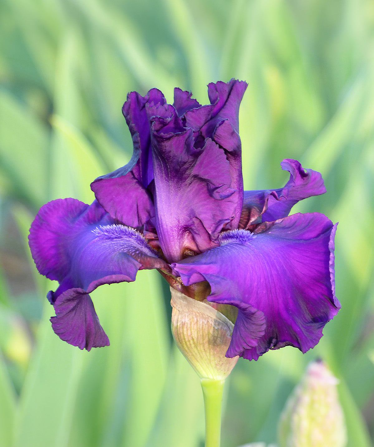 Five O Clock Tall Bearded Iris - 1 Rhizome