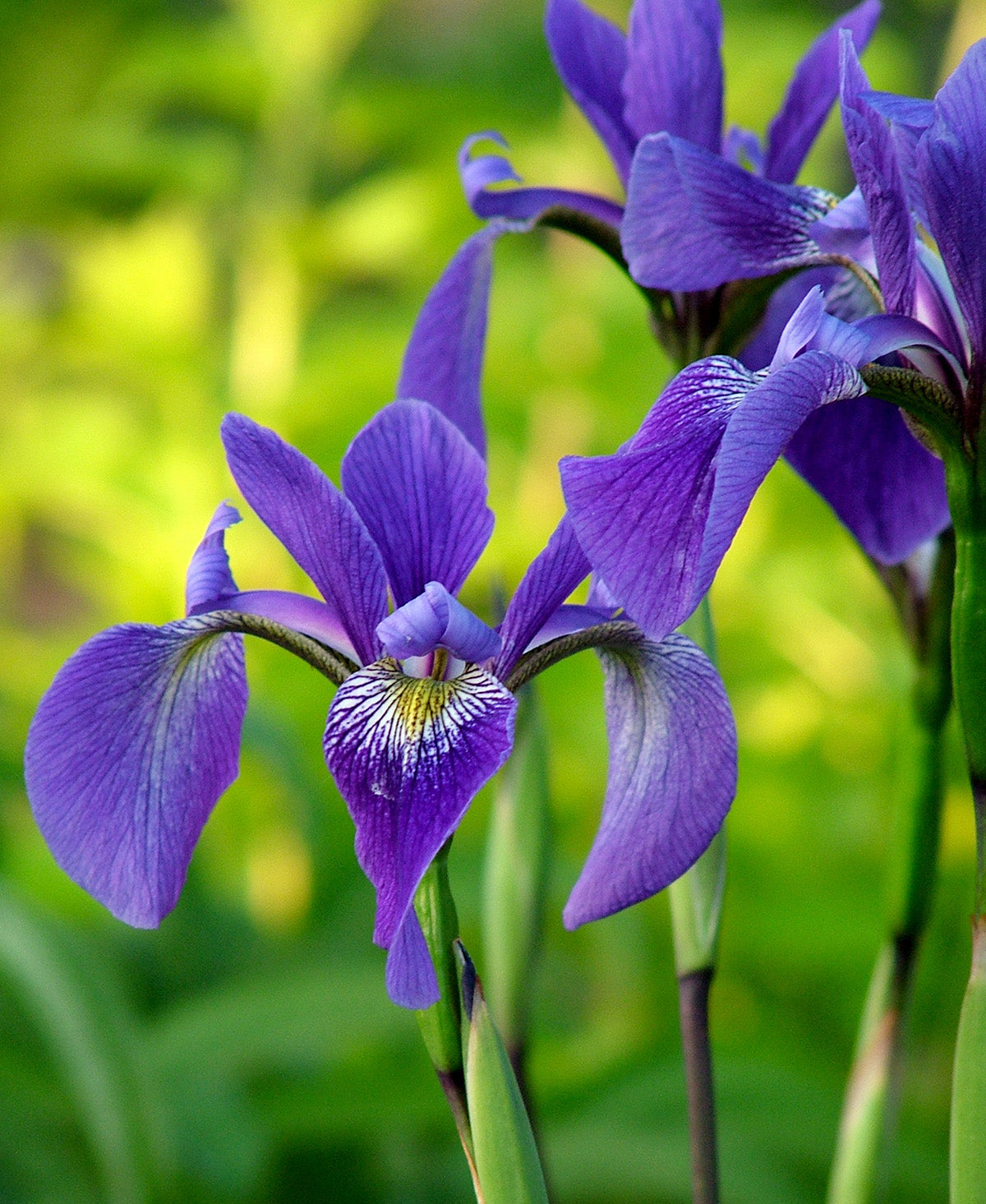 Gerald Darby Compact Water Iris - 3 root divisions