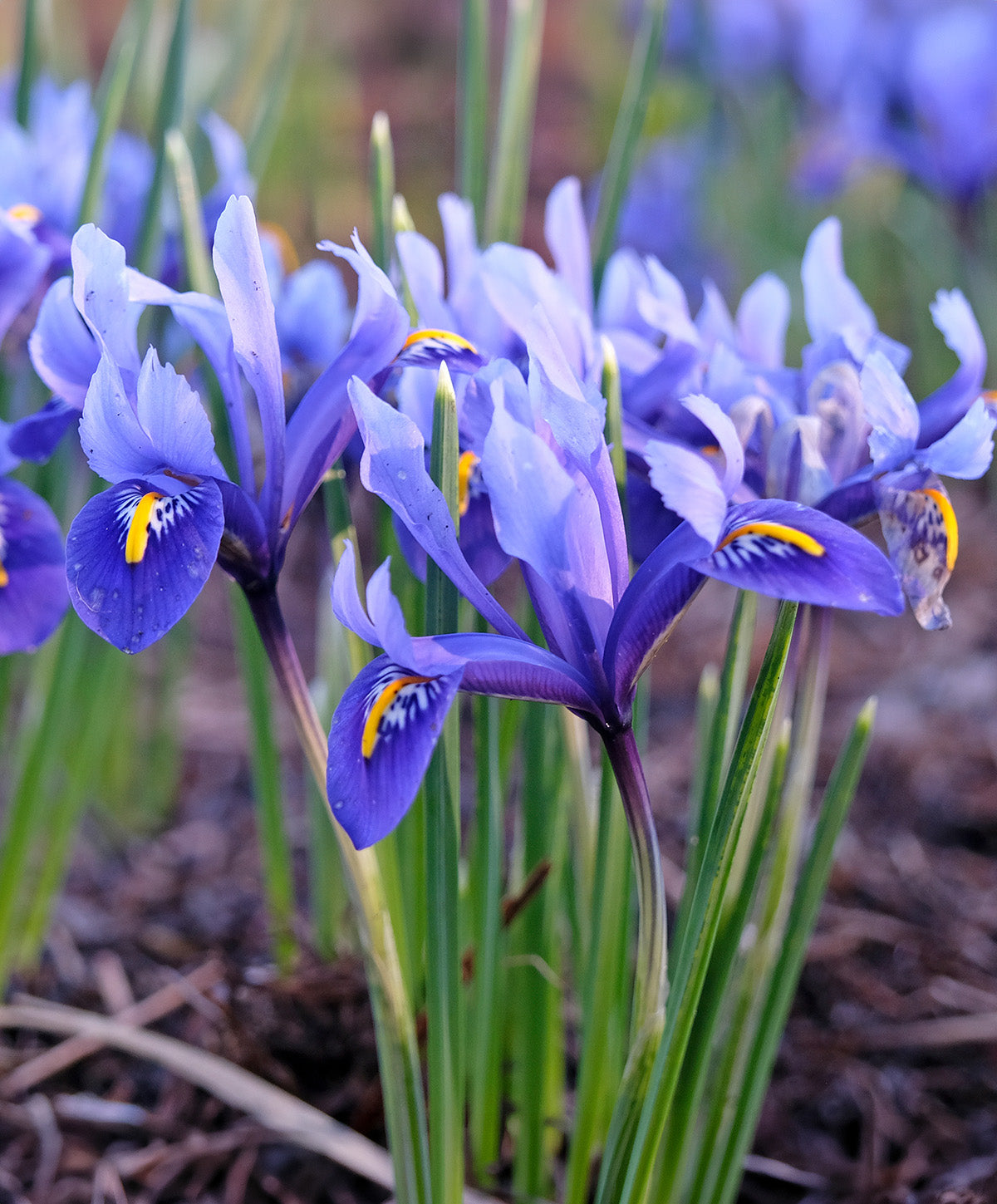 Harmony Dwarf Iris reticulata - 10 bulbs