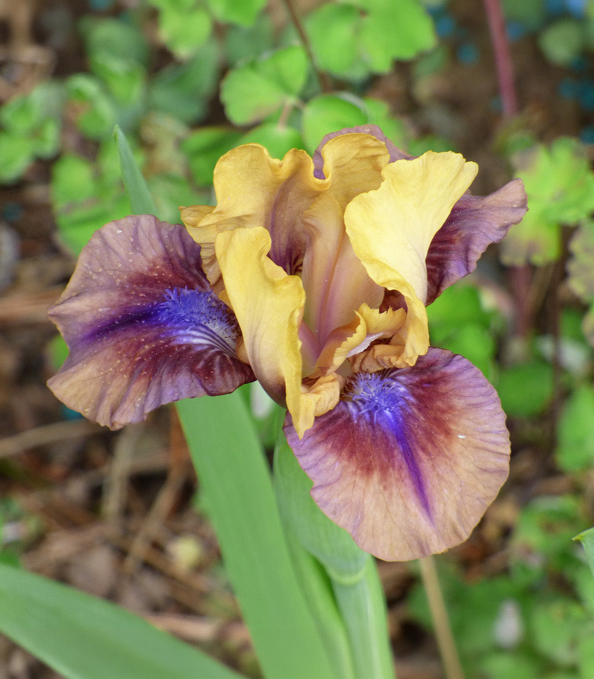 Maglissa Dwarf Bearded Iris - 1 Rhizome