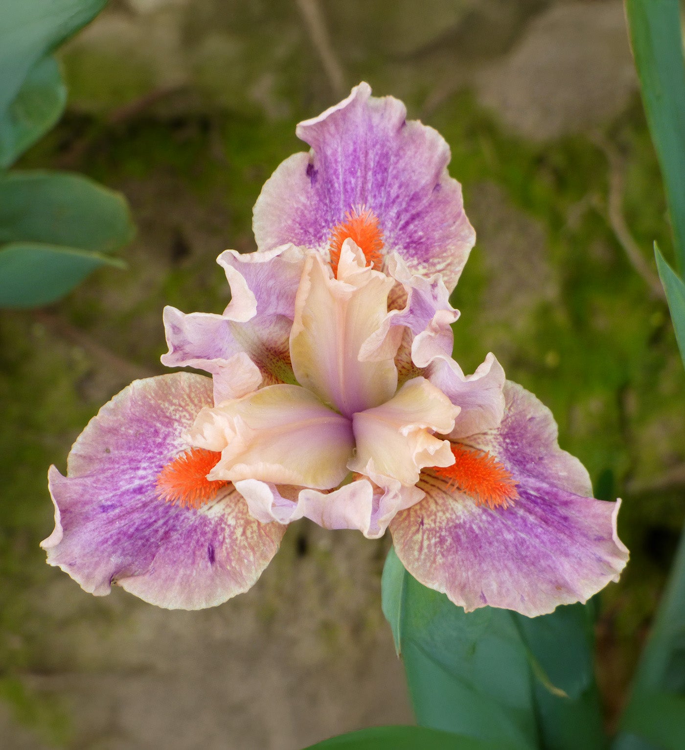 McCrae Dwarf Bearded Iris - 1 Rhizome