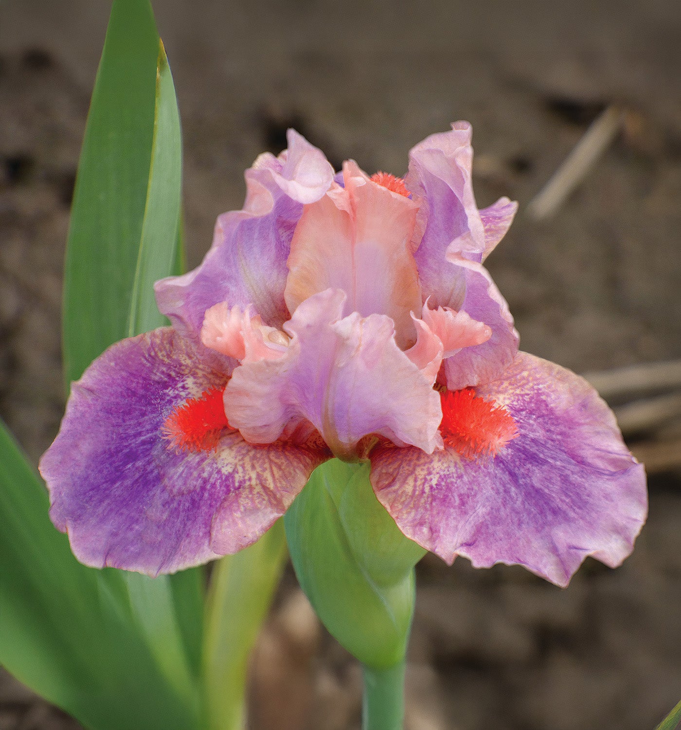 McCrae Dwarf Bearded Iris - 1 Rhizome