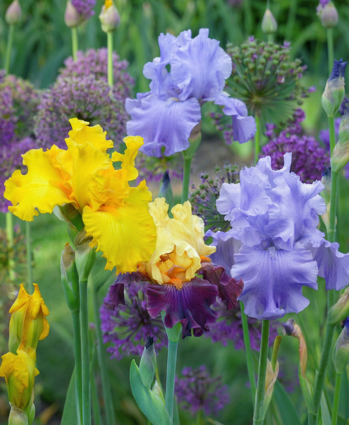 Mixed Tall Bearded Iris - 5 bareroot plants