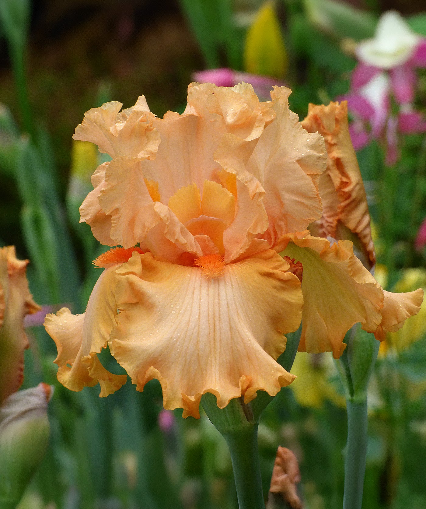 Peach State Tall Bearded Iris - 1 Rhizome